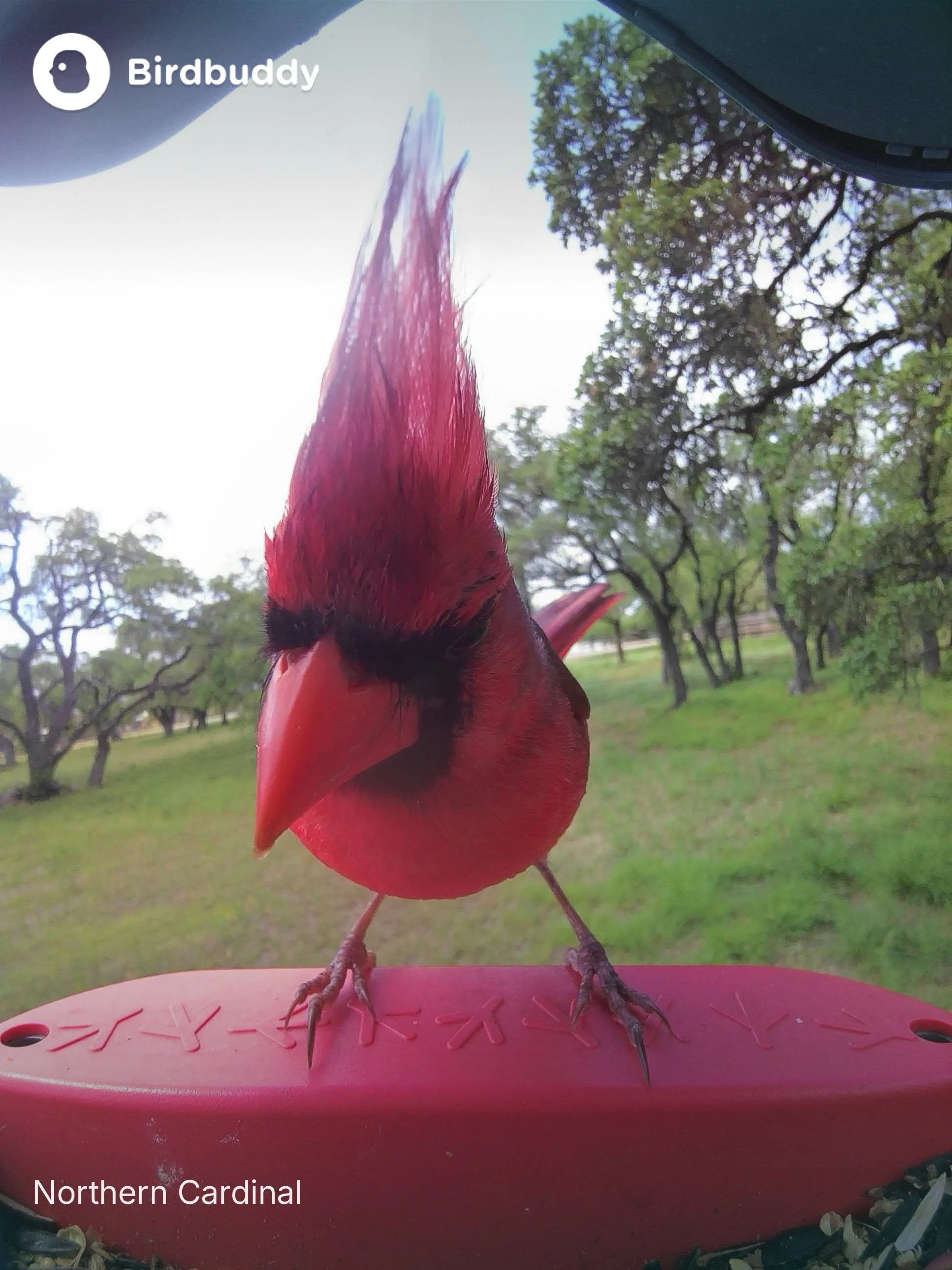 cardinal.jpeg