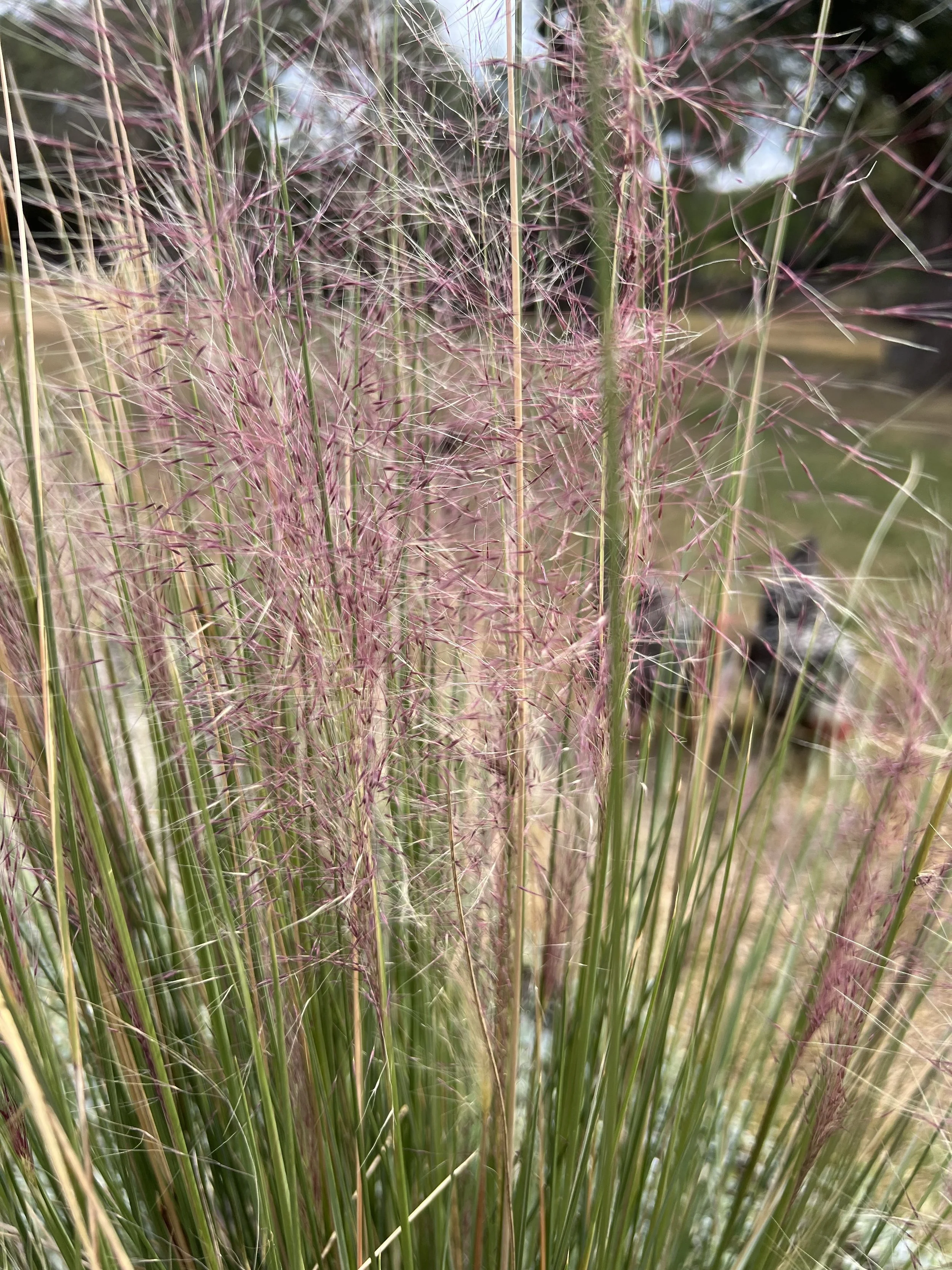 pink muhly grass.jpg