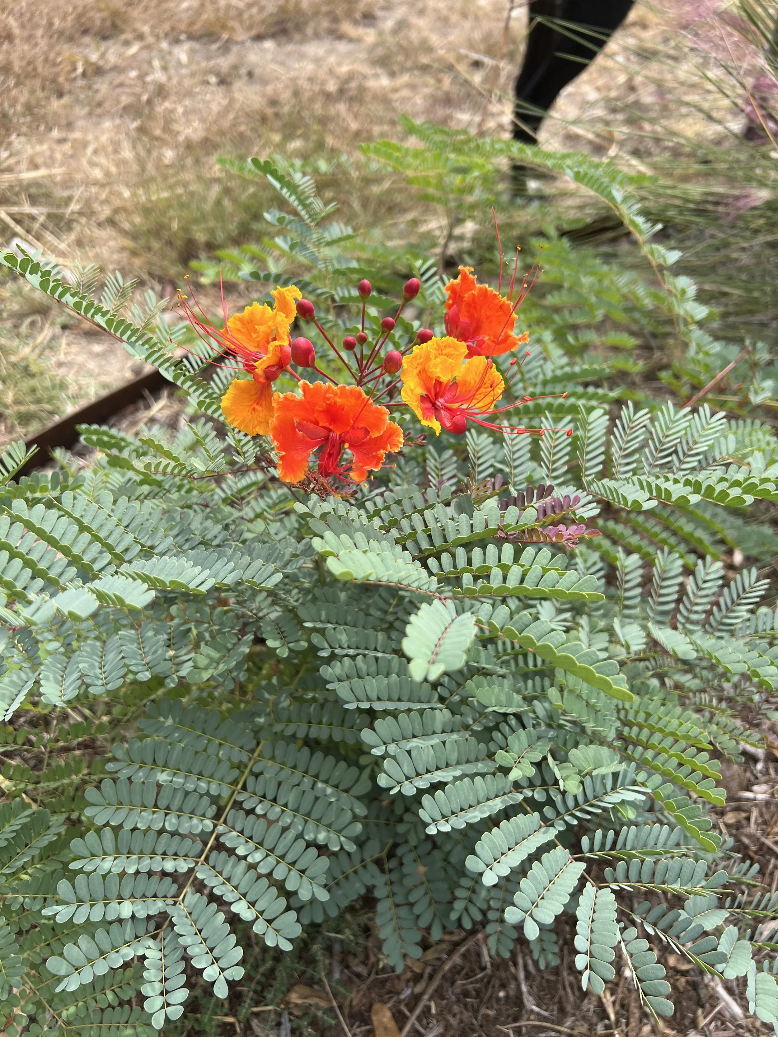 prid of barbados.jpg