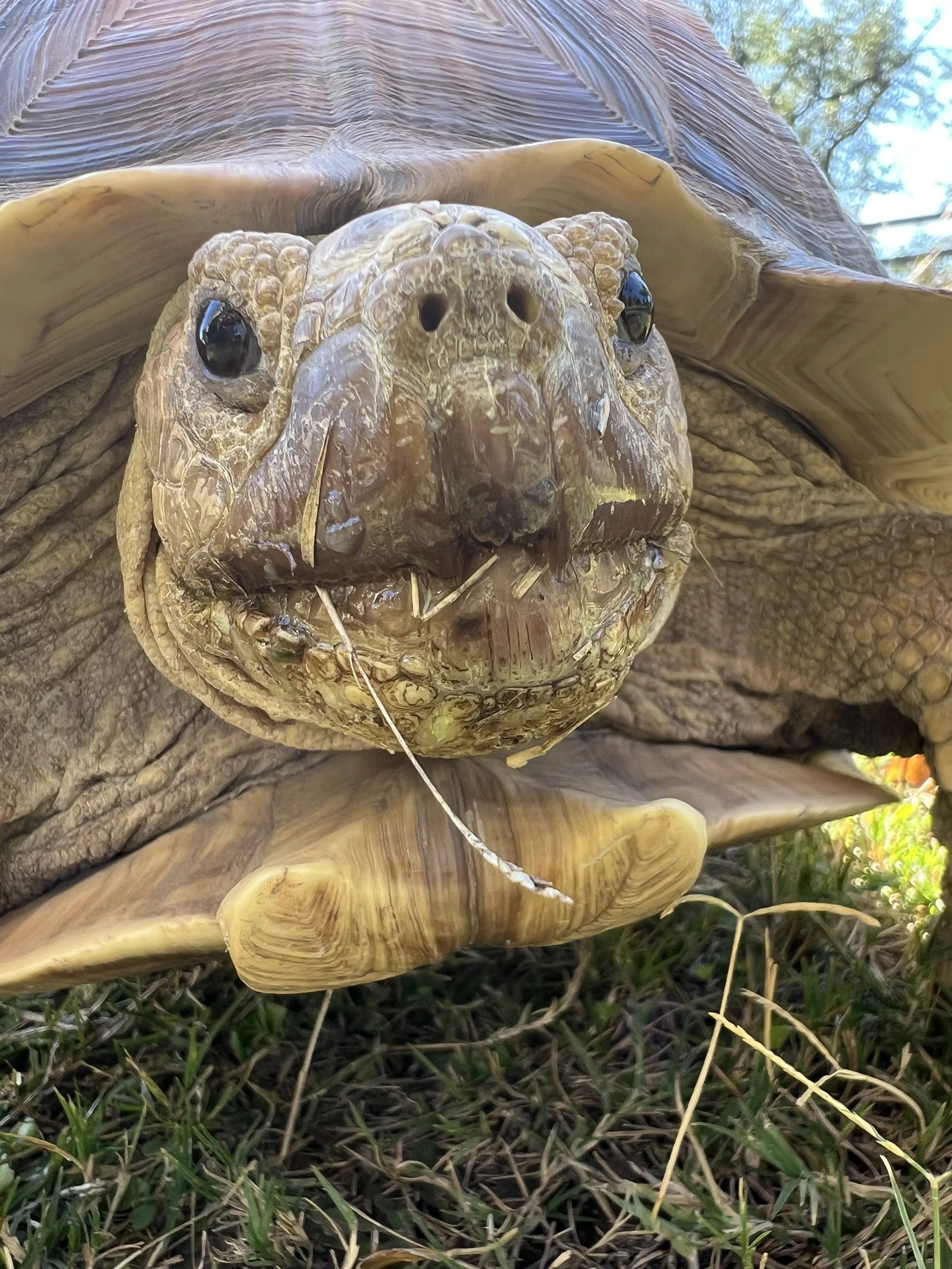 pangea closeup use.jpg