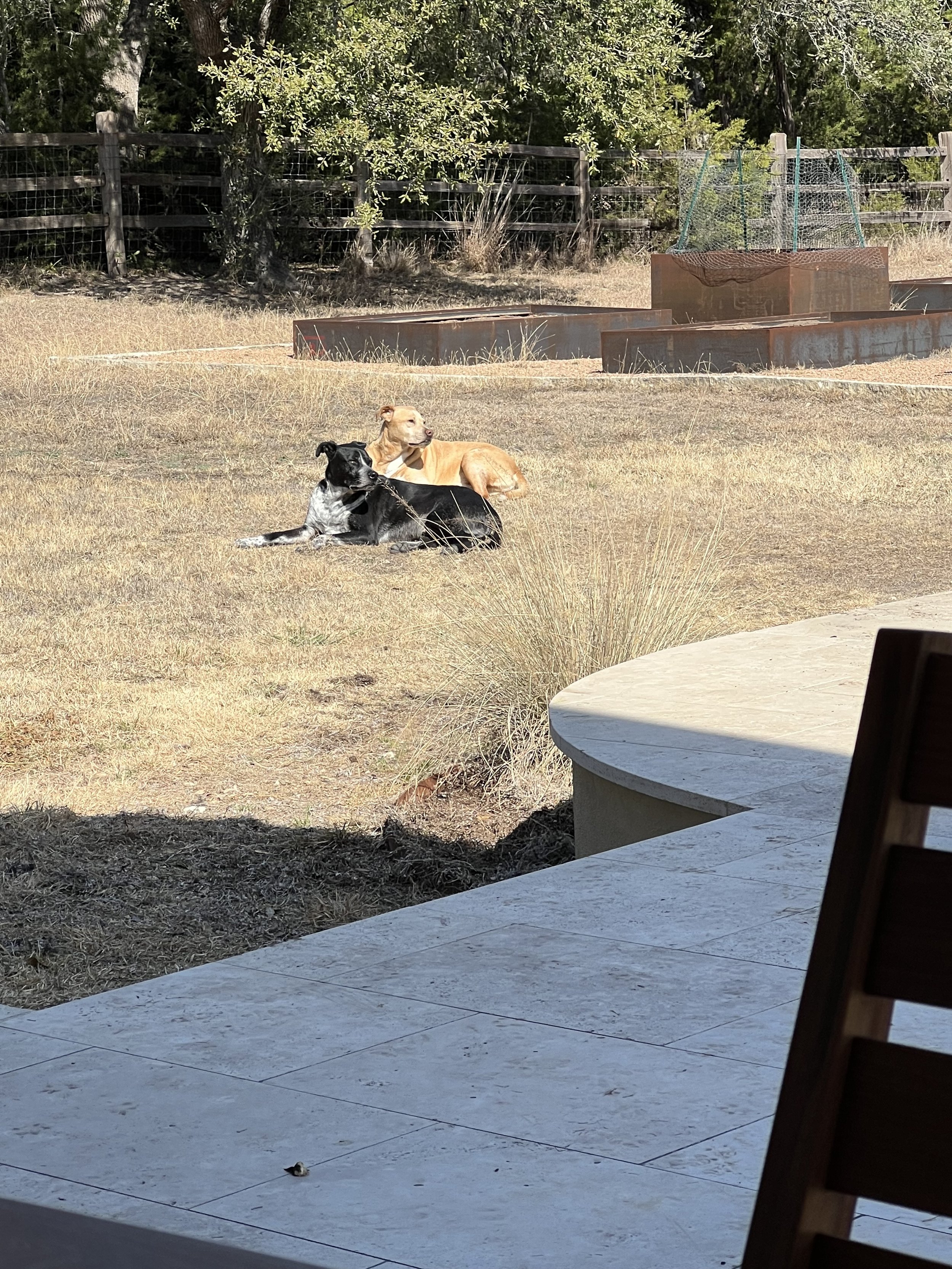 gallery dogs again.jpg