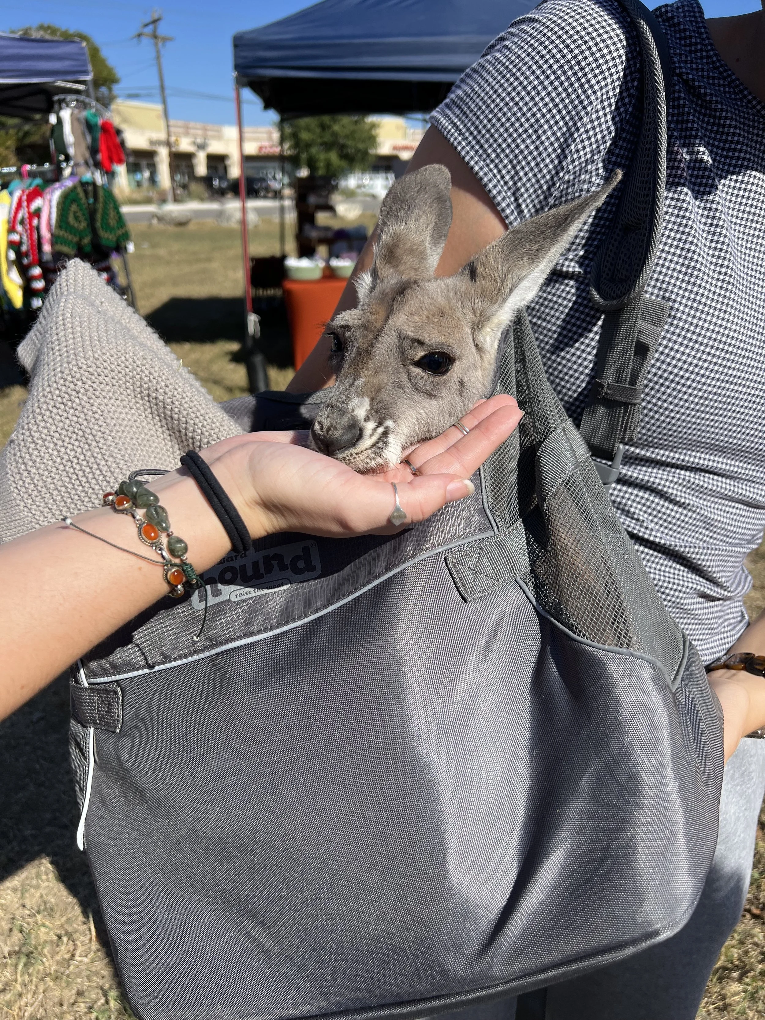 gallery kangaroo.jpg