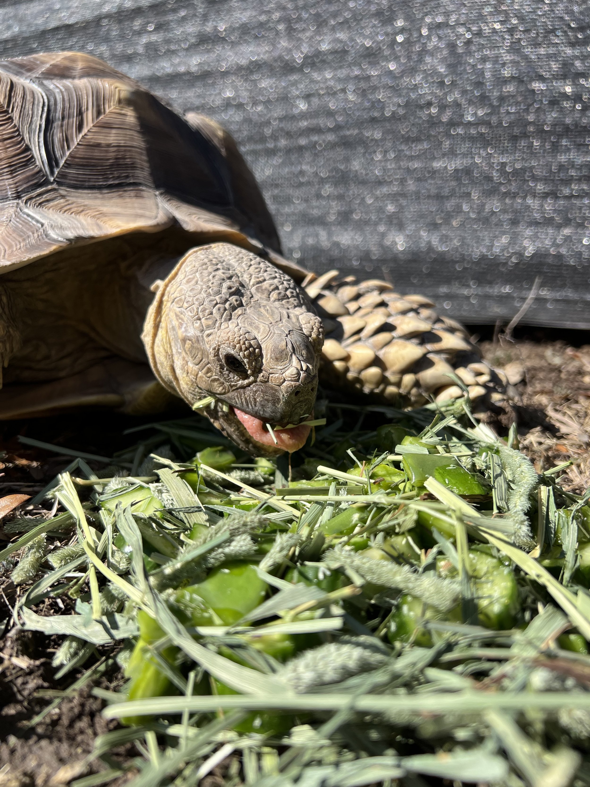 winter eating pangea.jpg