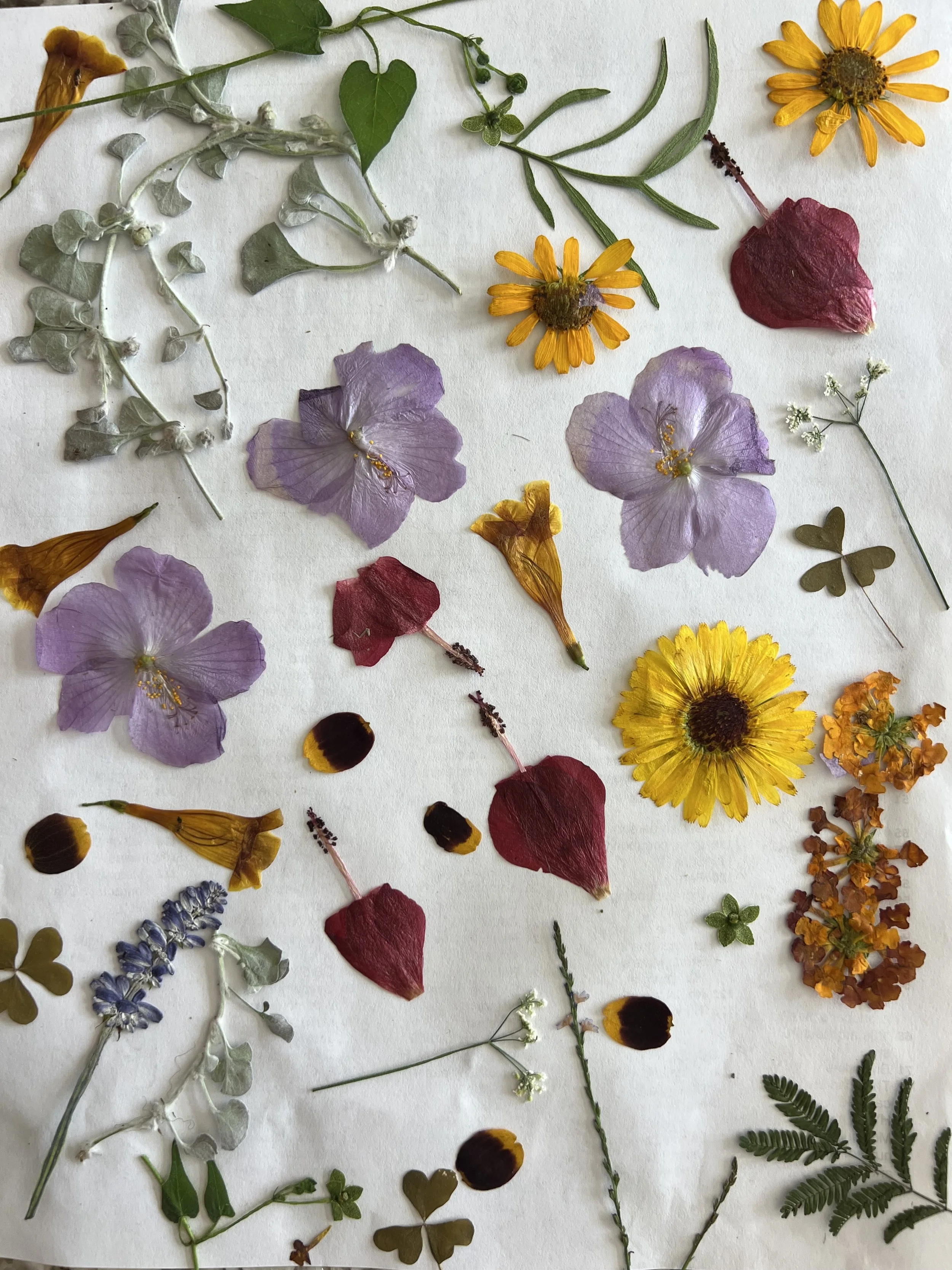 pressed flowers.jpg