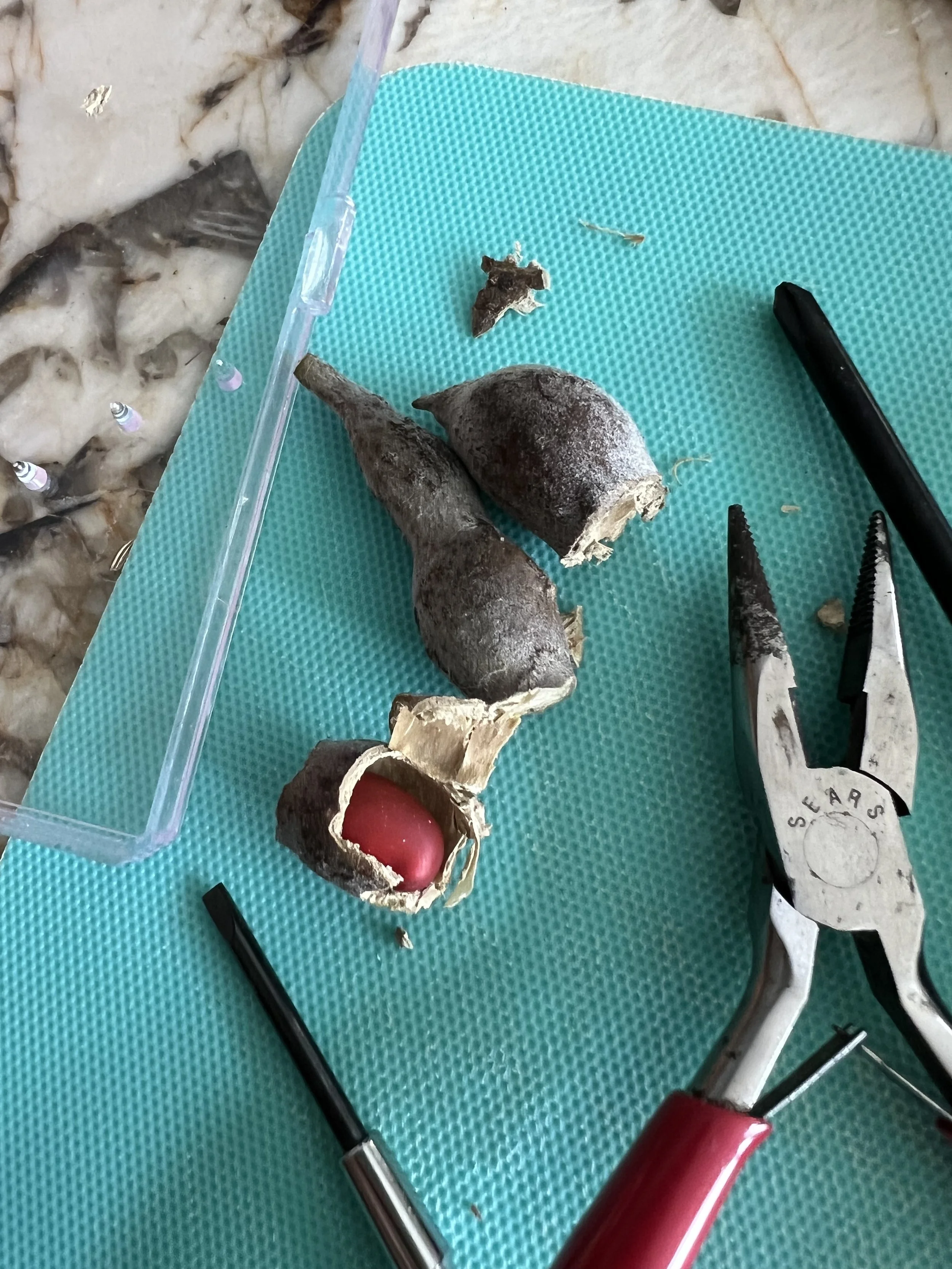 laurel pod seeds.jpg