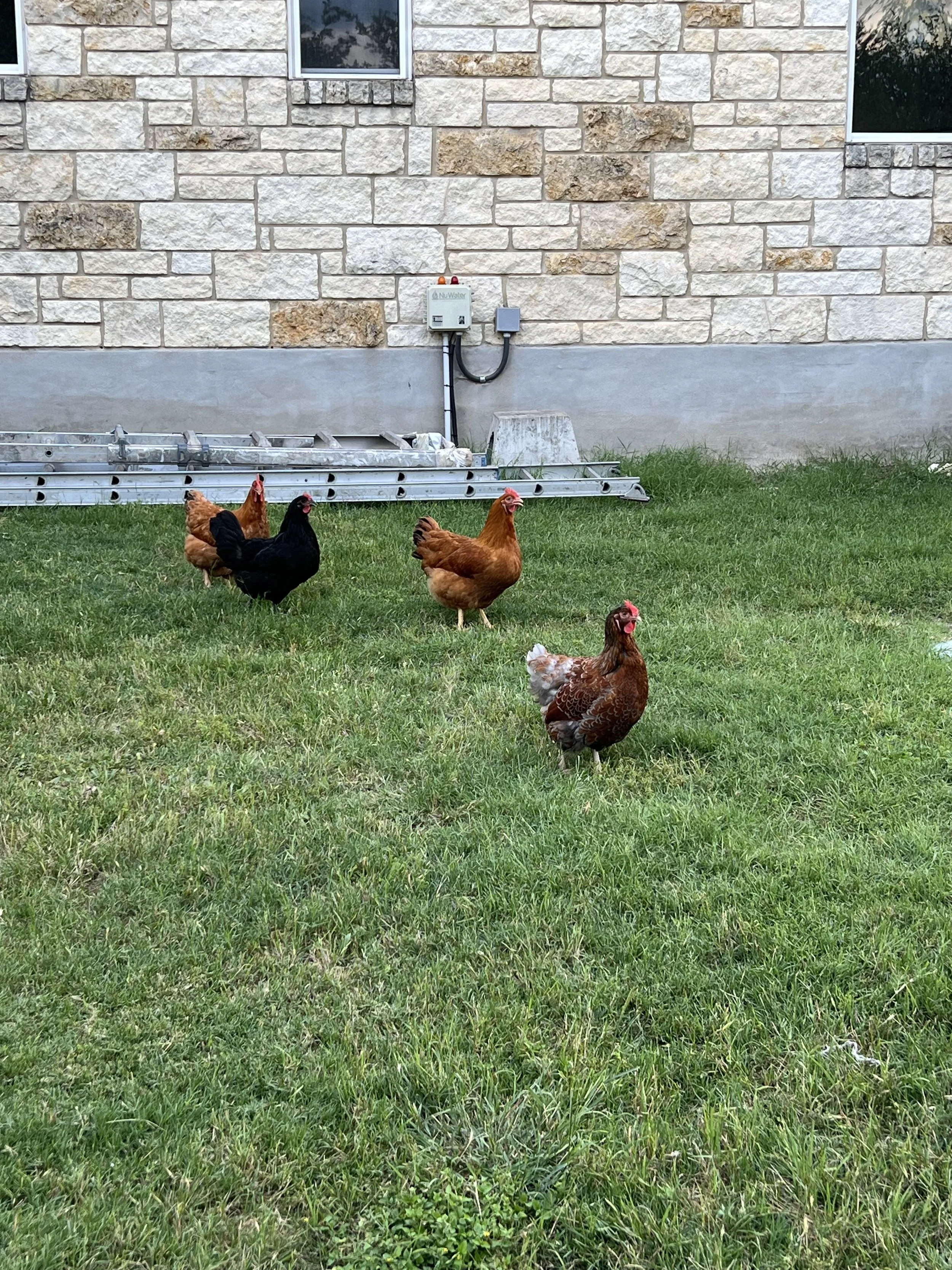 new chickens2.jpg