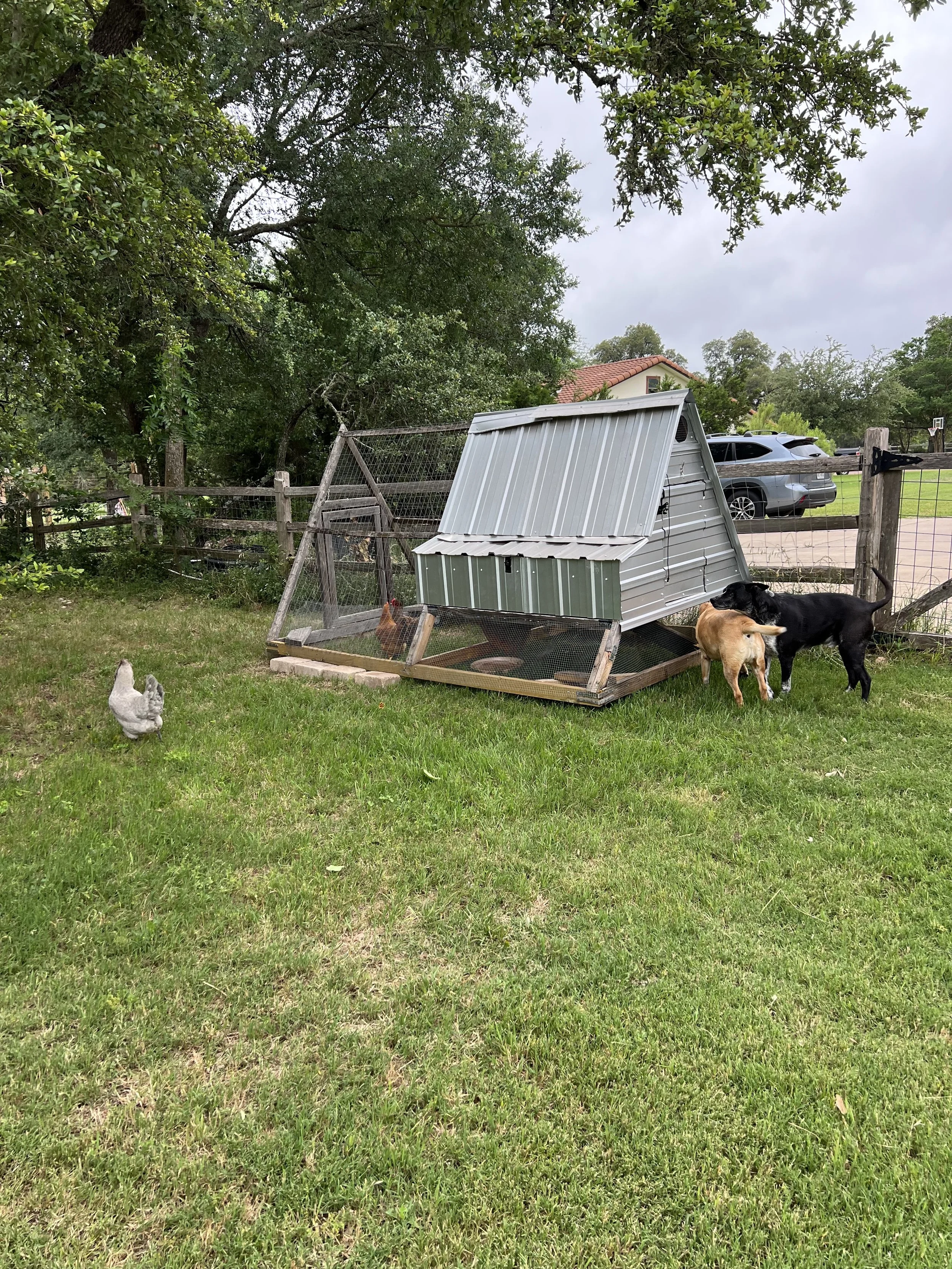 new chickens.jpg