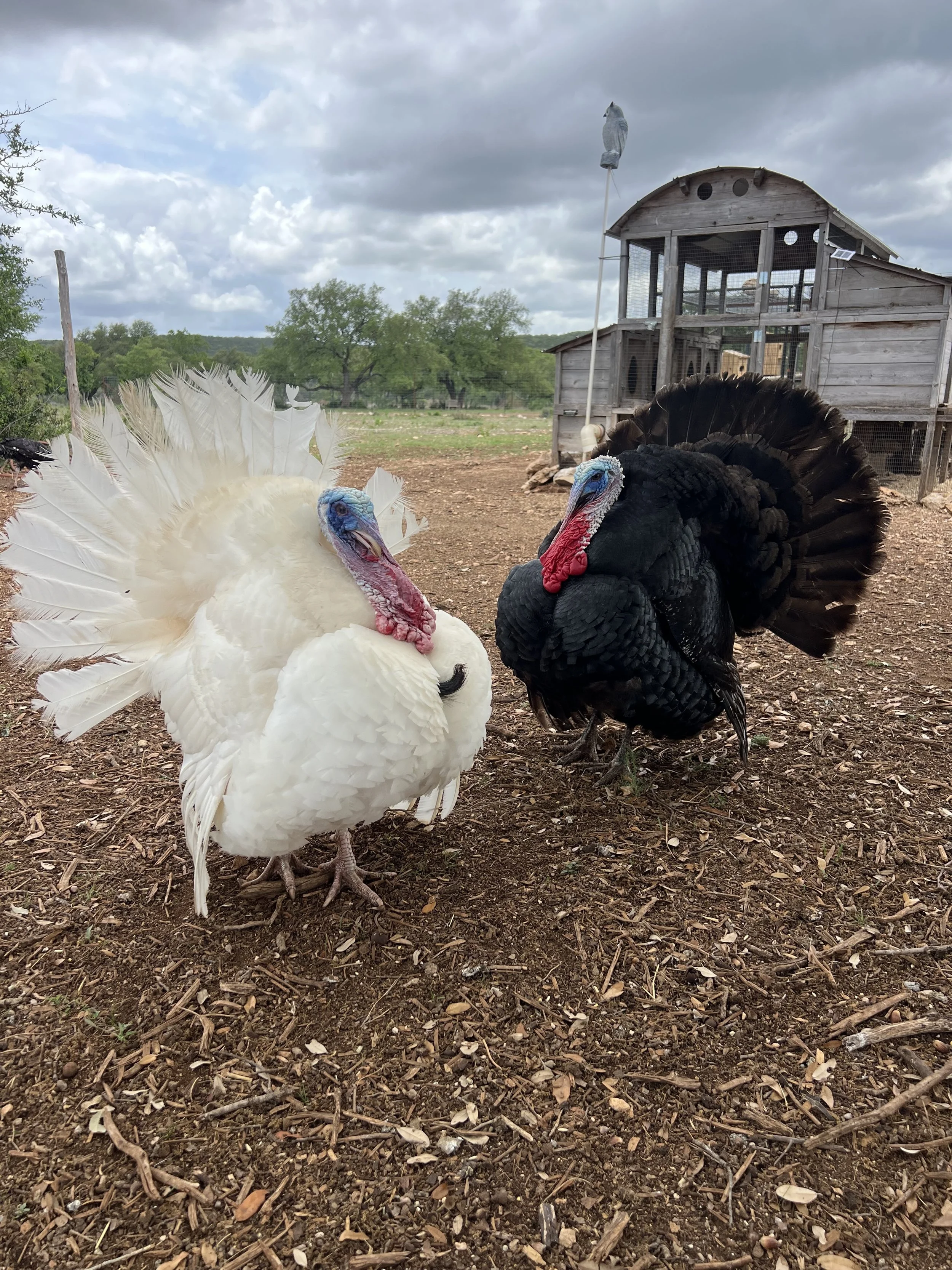 at ranch2.jpg