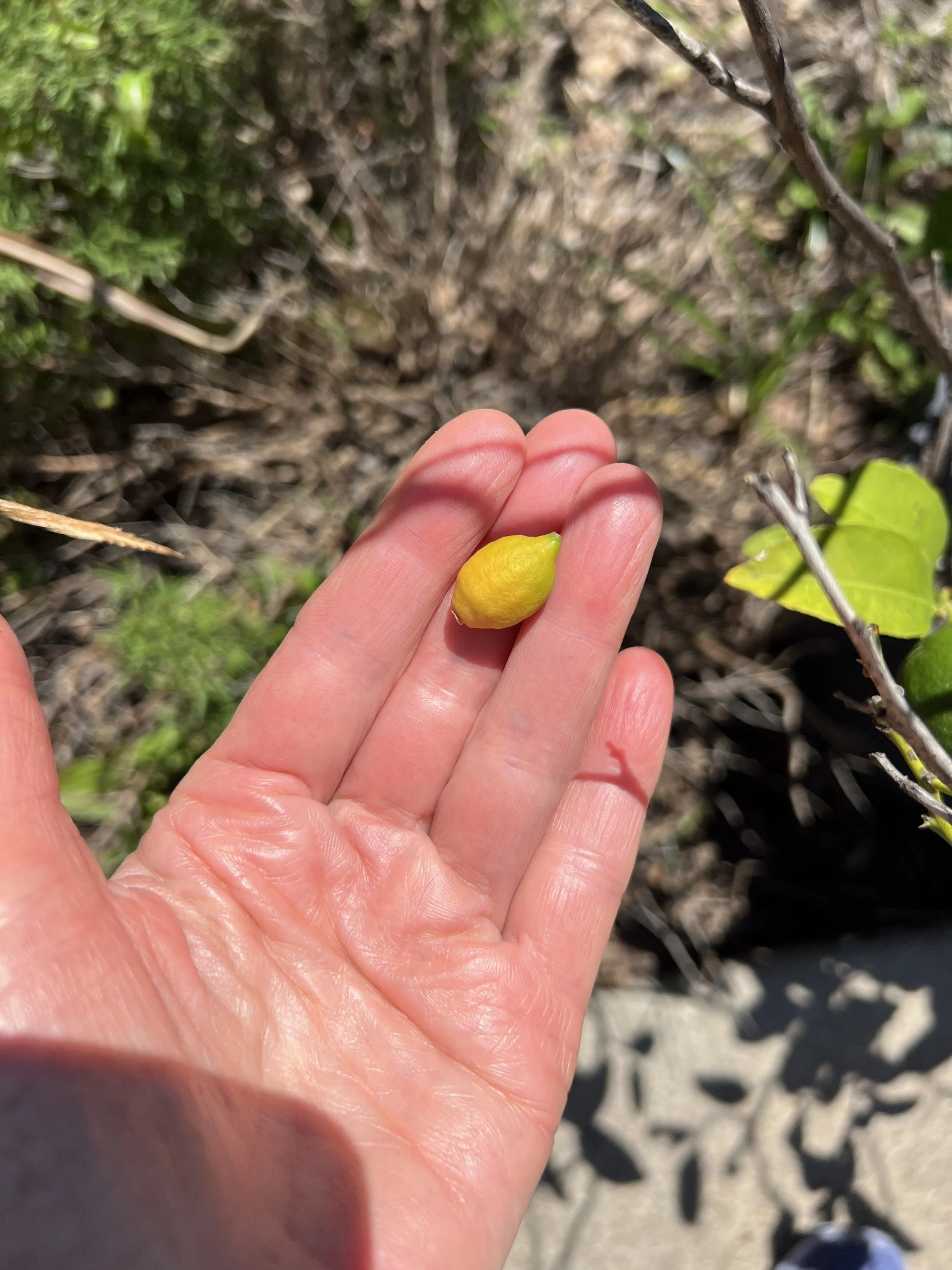 our lemon.jpg