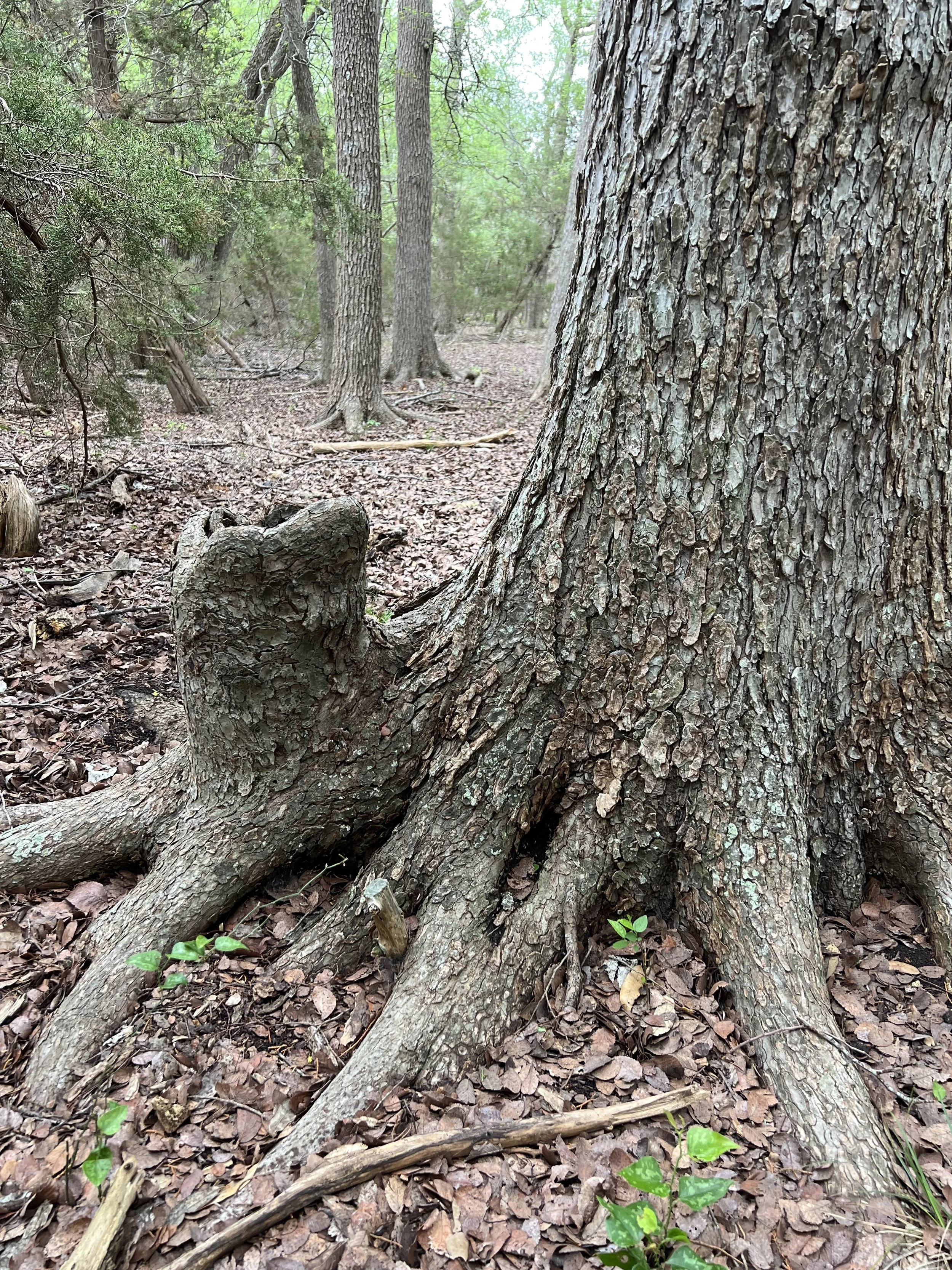 tree that has frog.jpg