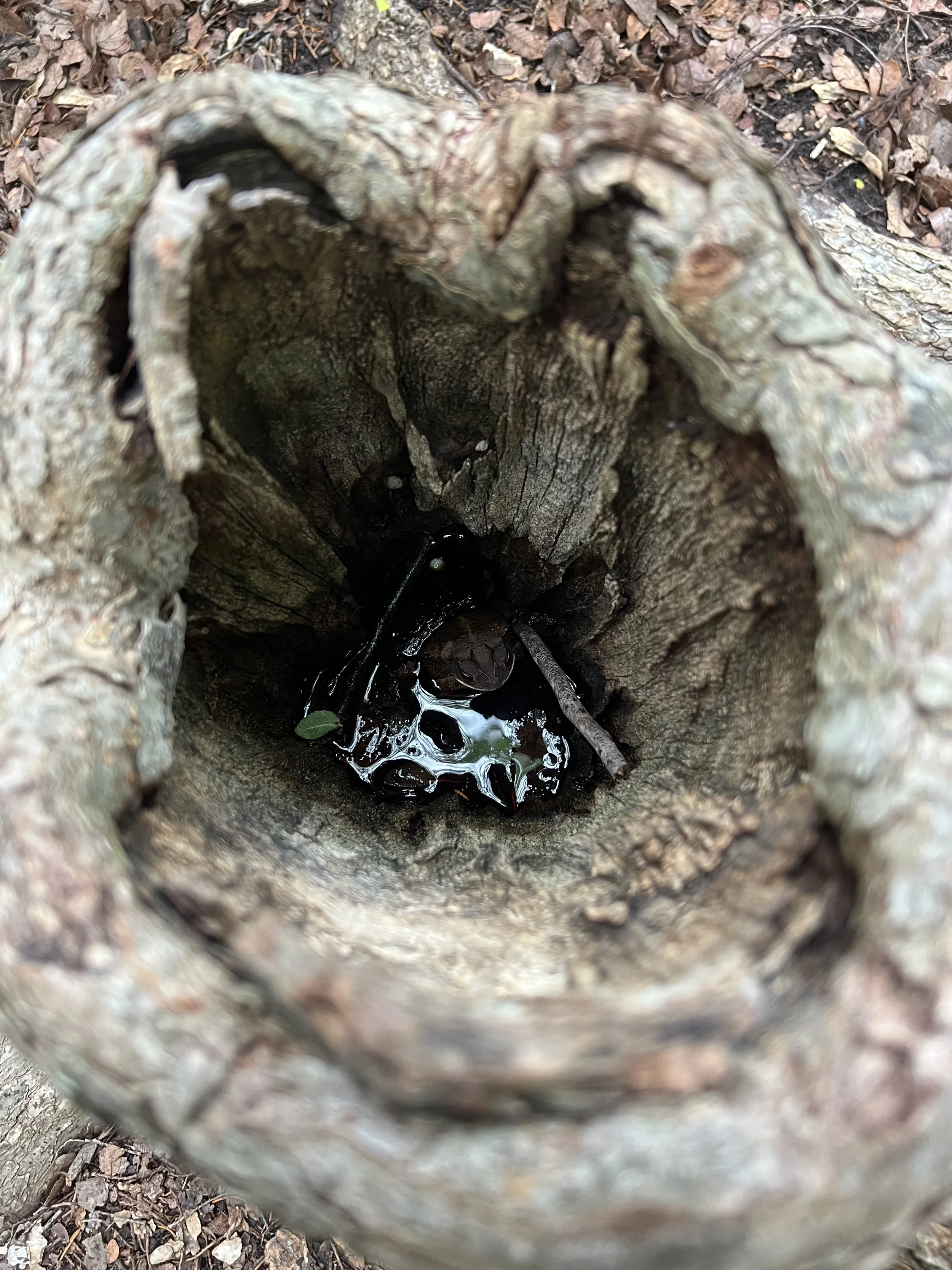 the frog.jpg