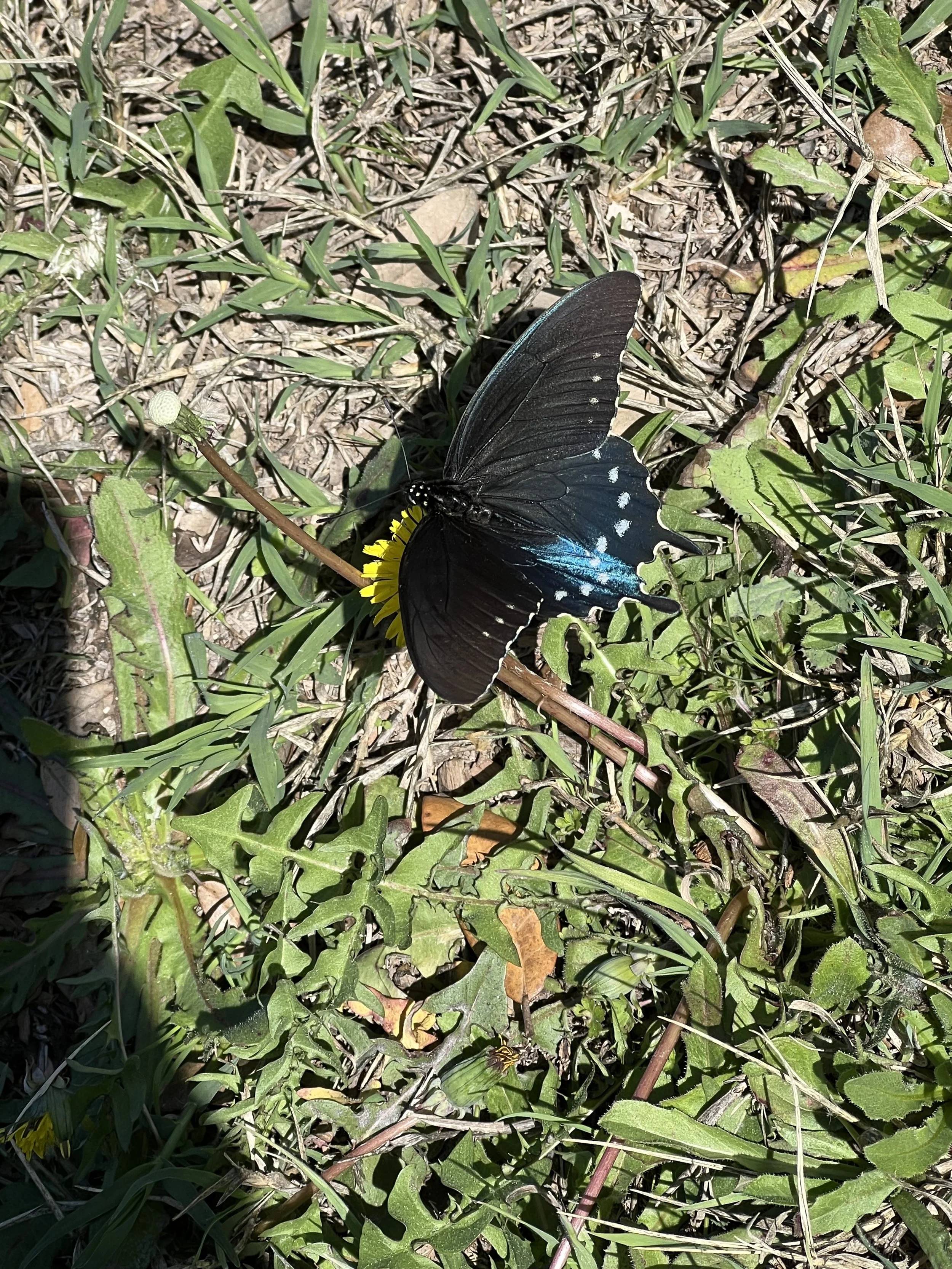 butterfly.jpg