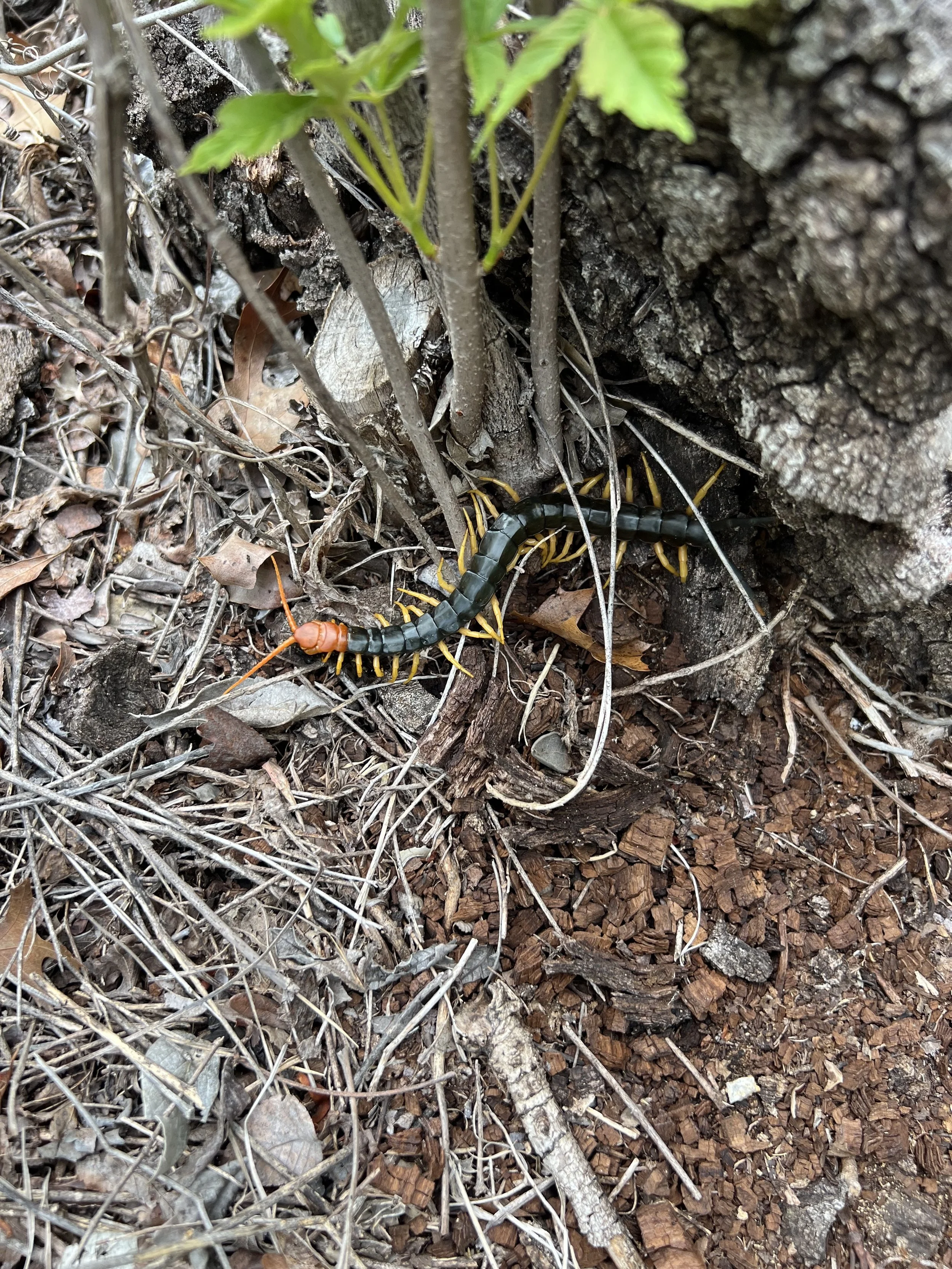 centipede.jpg