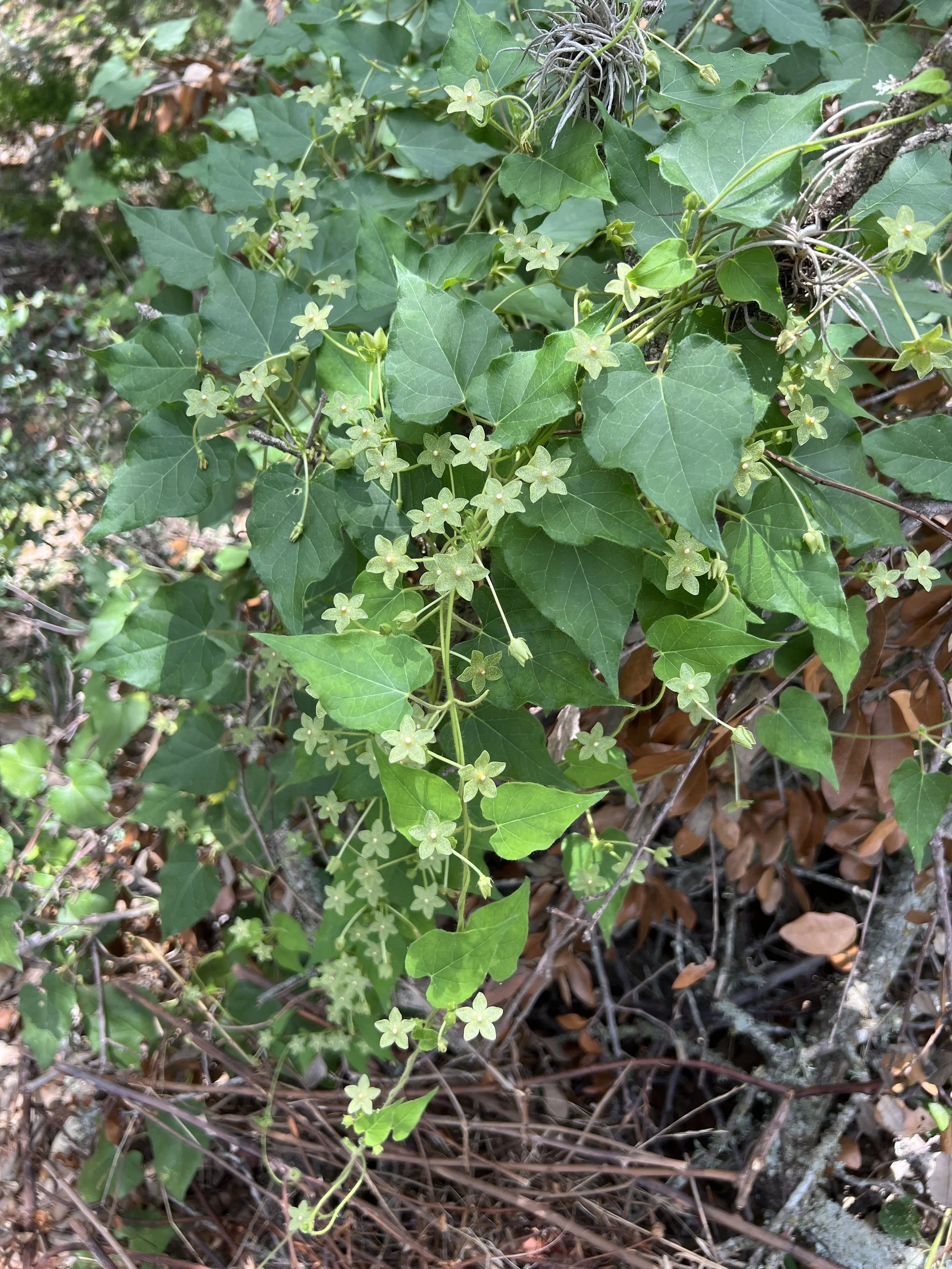 pearl milkweed.jpg