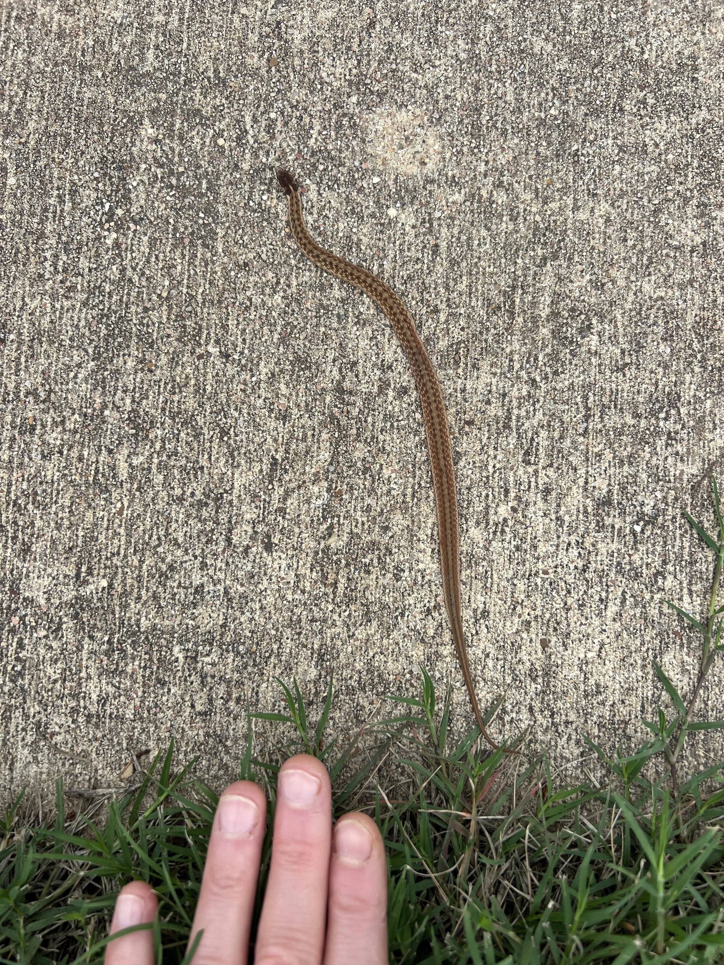 wee snake.jpg