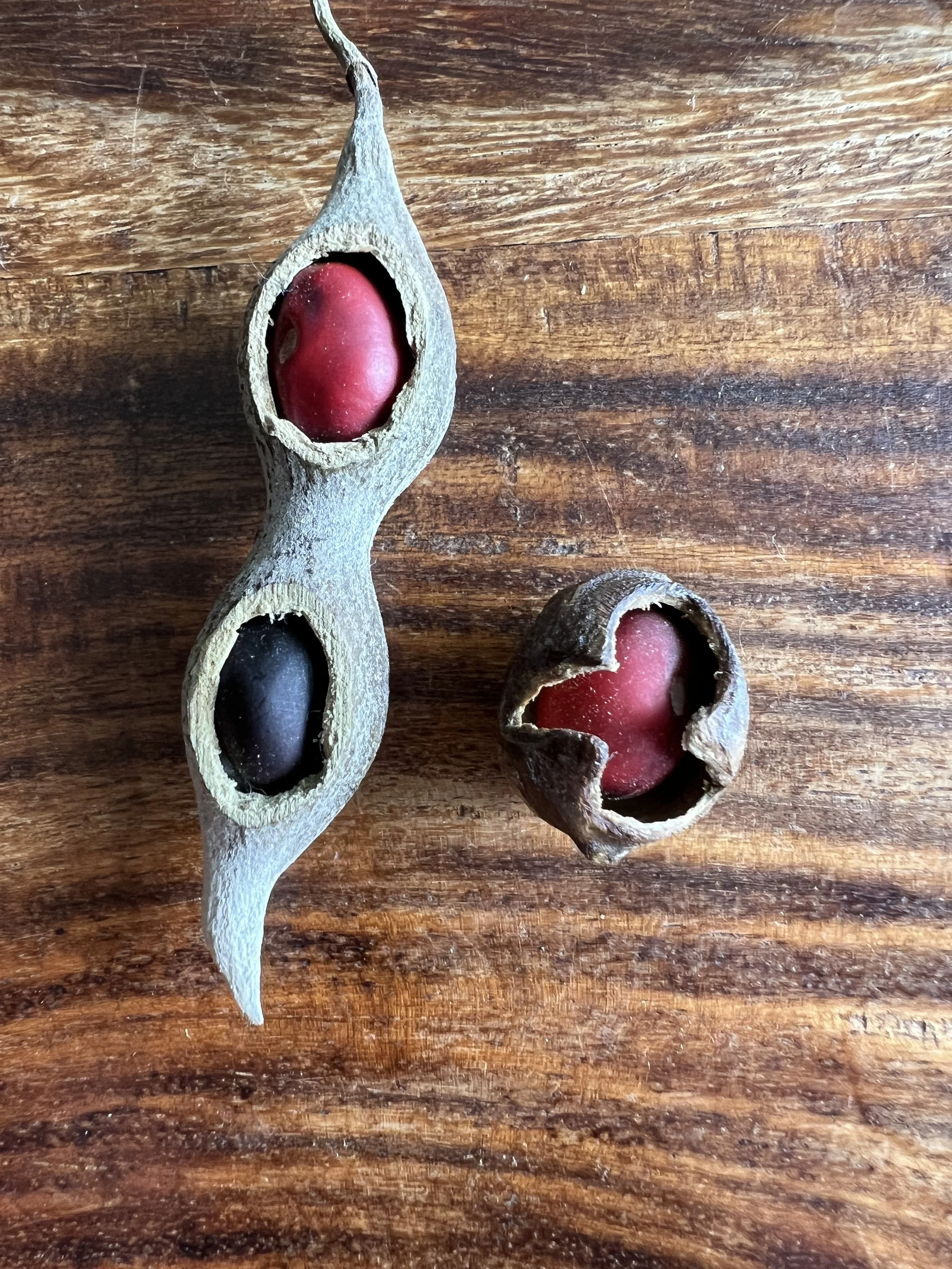 99% of seeds are red. this is unusual