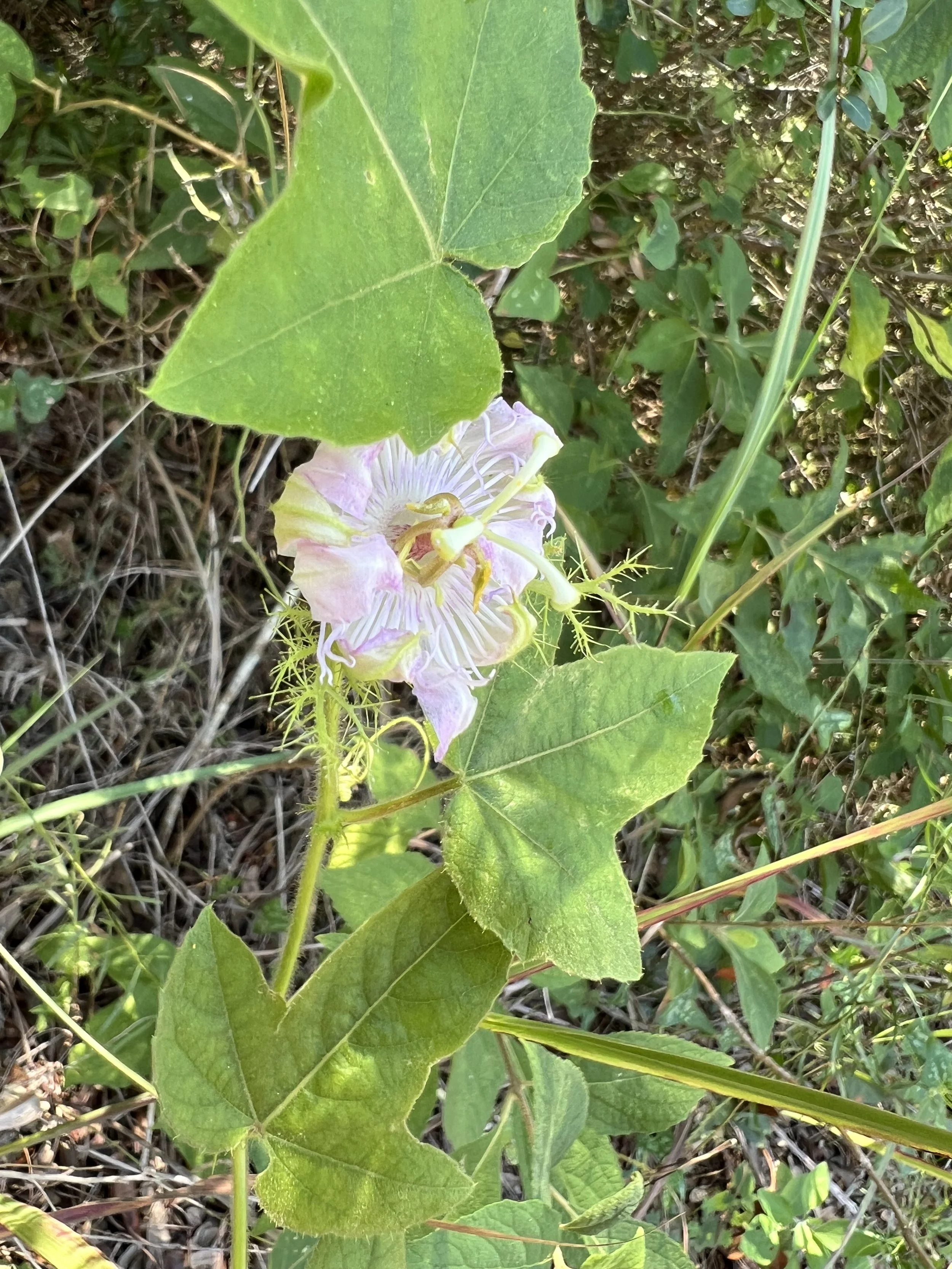 Scarletfruit Passionflower