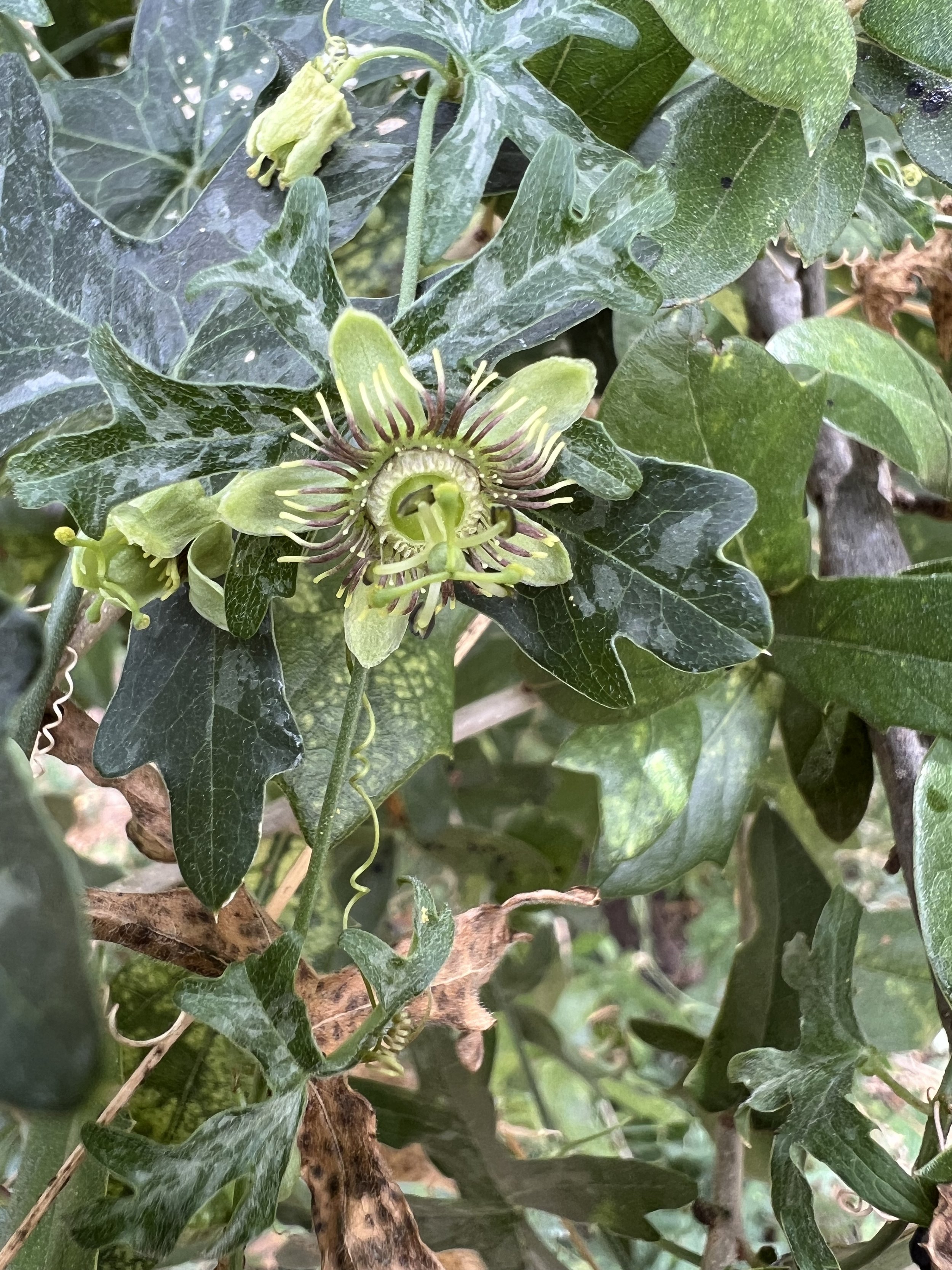 Birdwing Passionflower