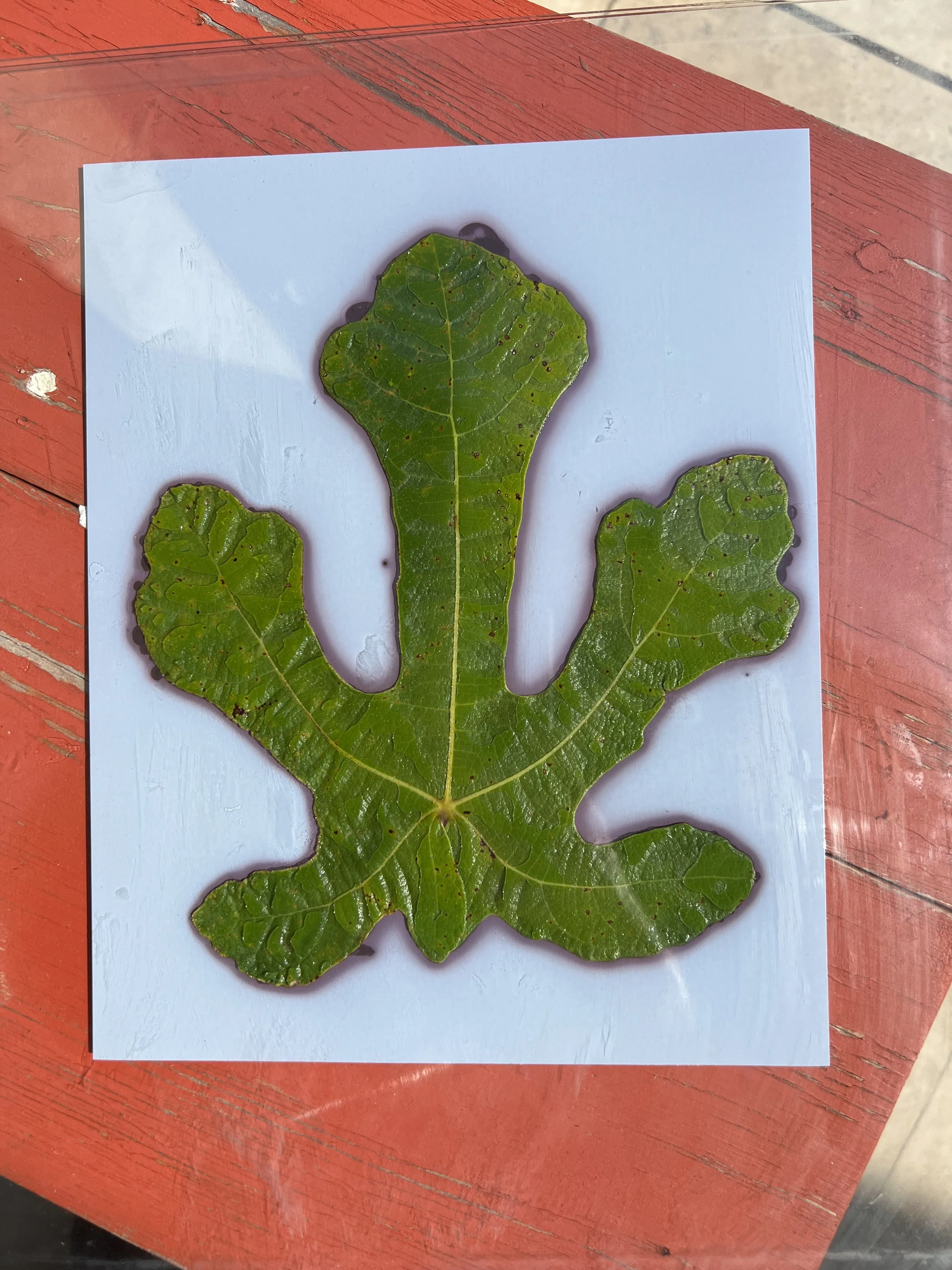 making a phytogram