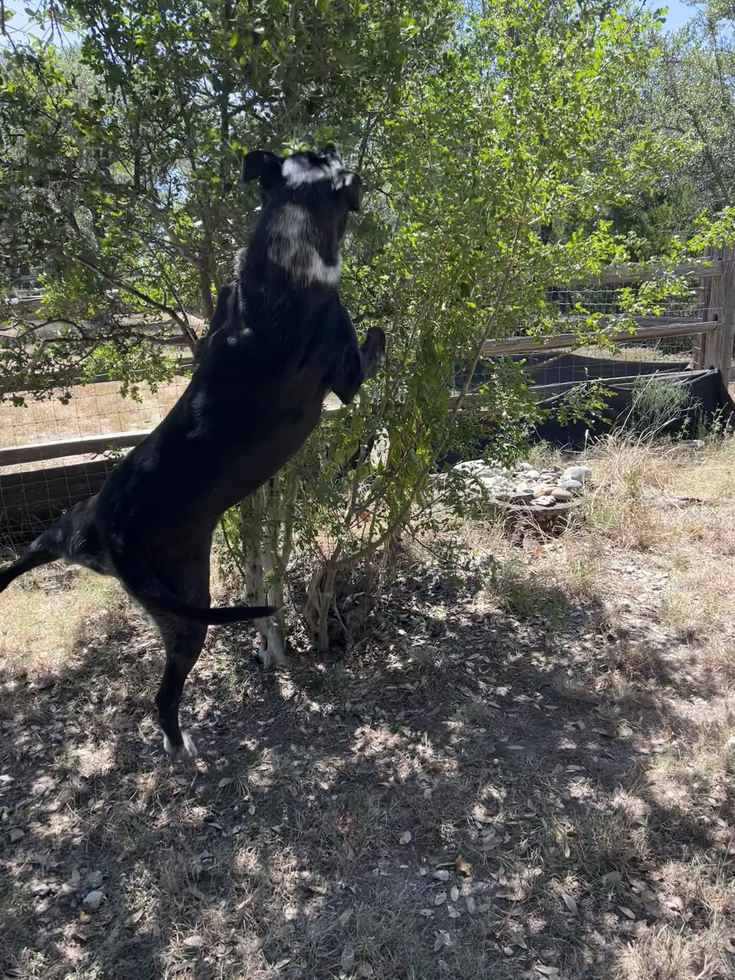 Jumping for ripe persimmons!