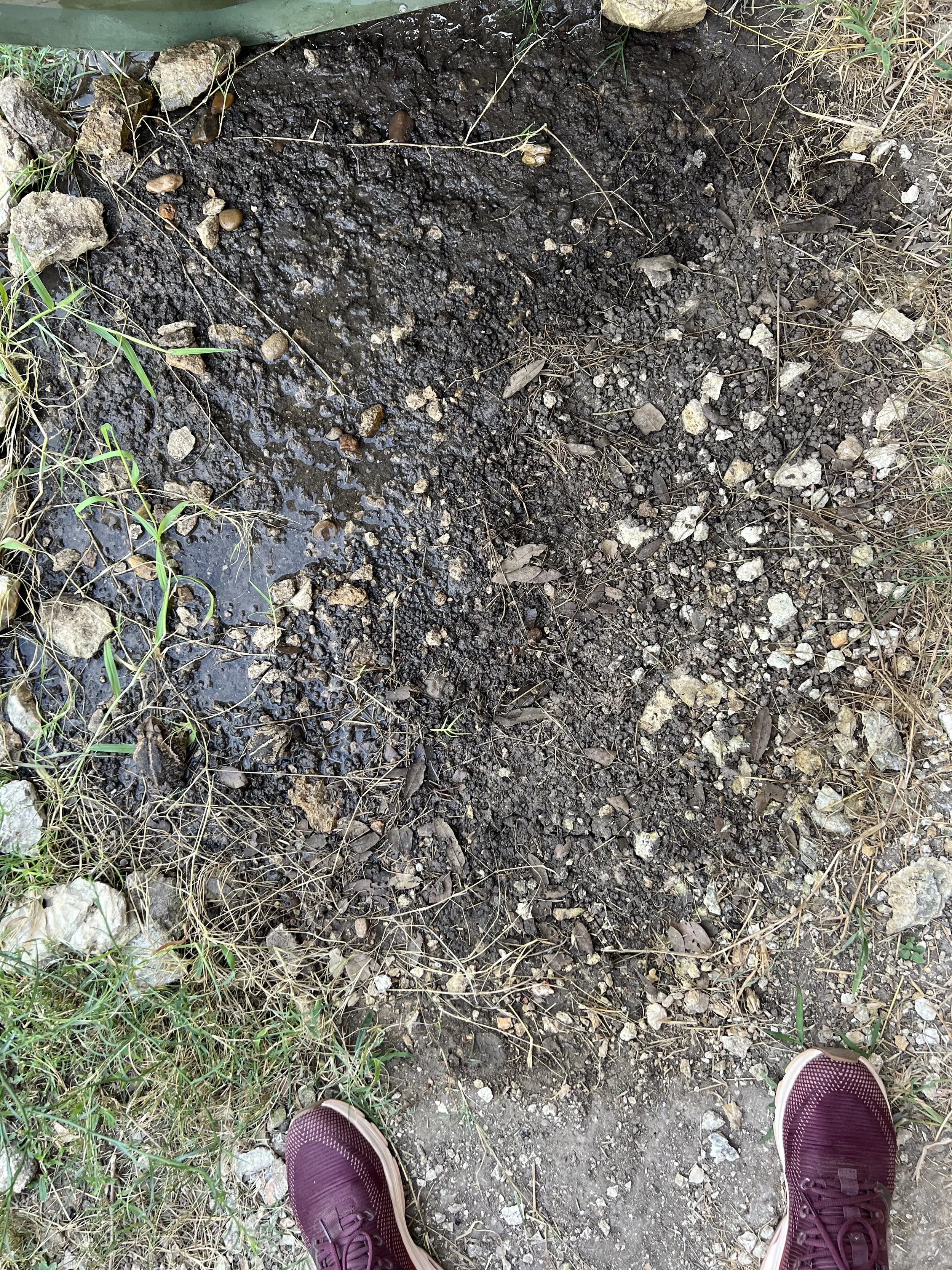 Find the toads!