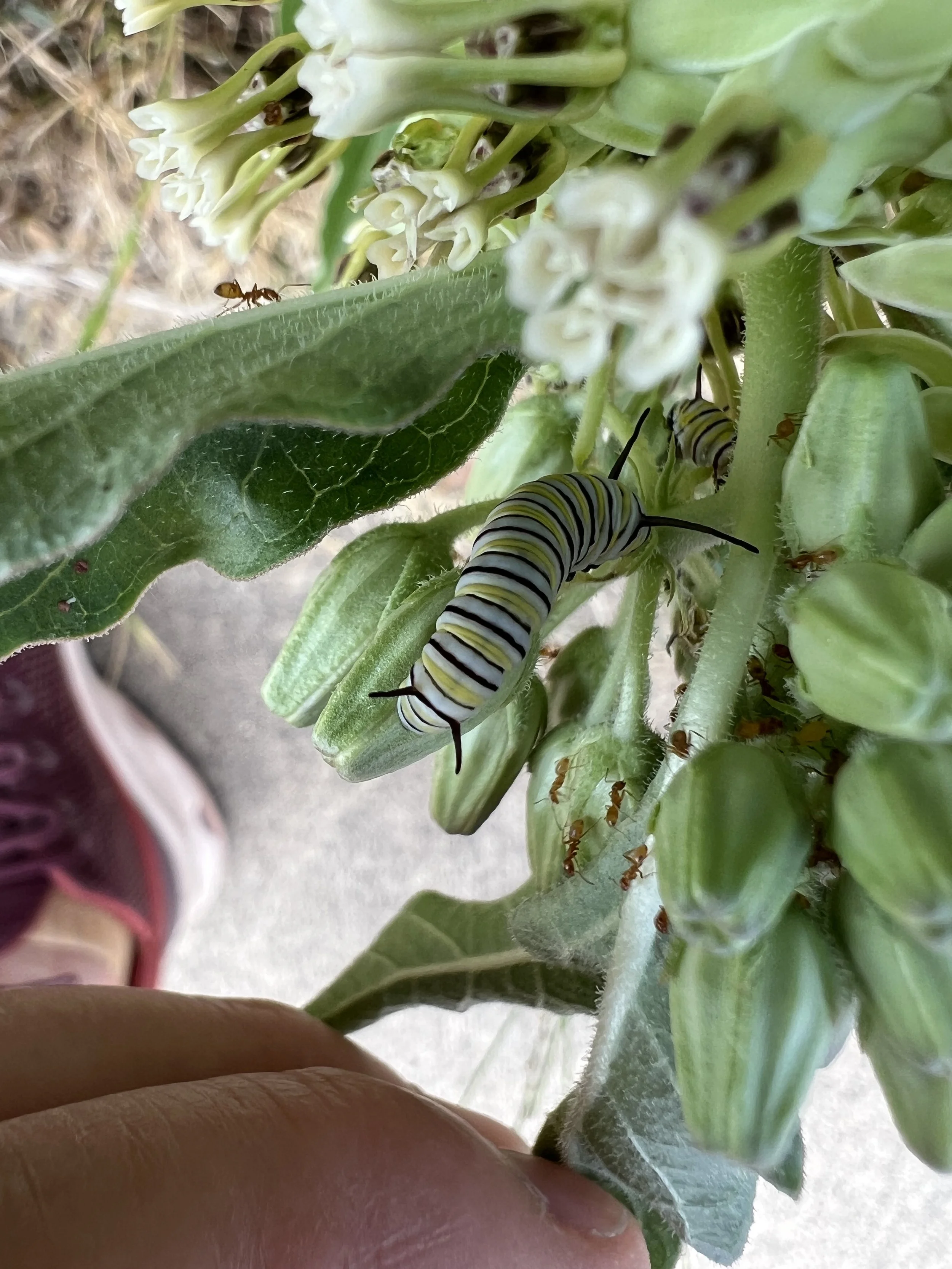 Monarch eating native milkweed