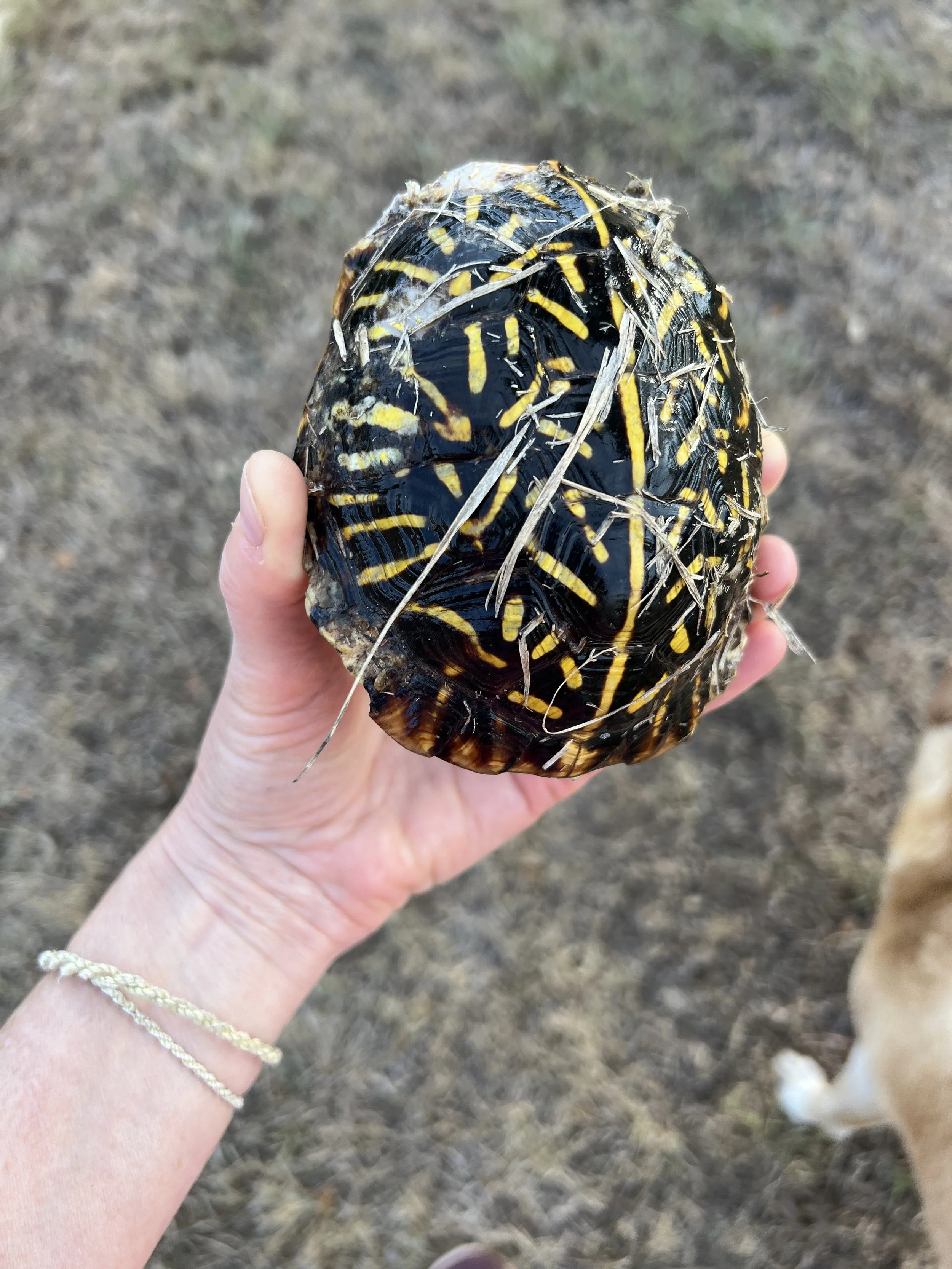 Turtle in yard