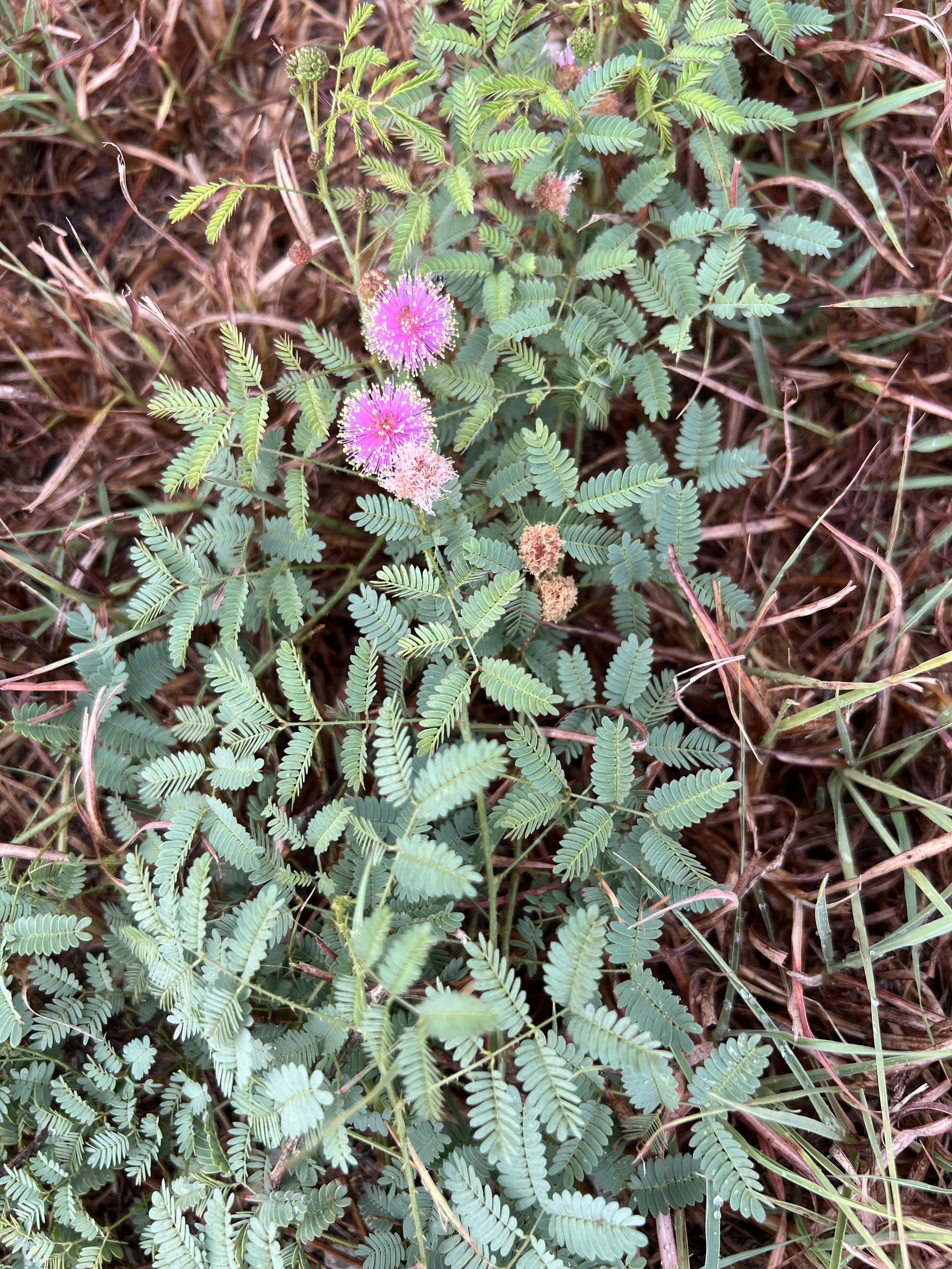 Another sensitive plant!