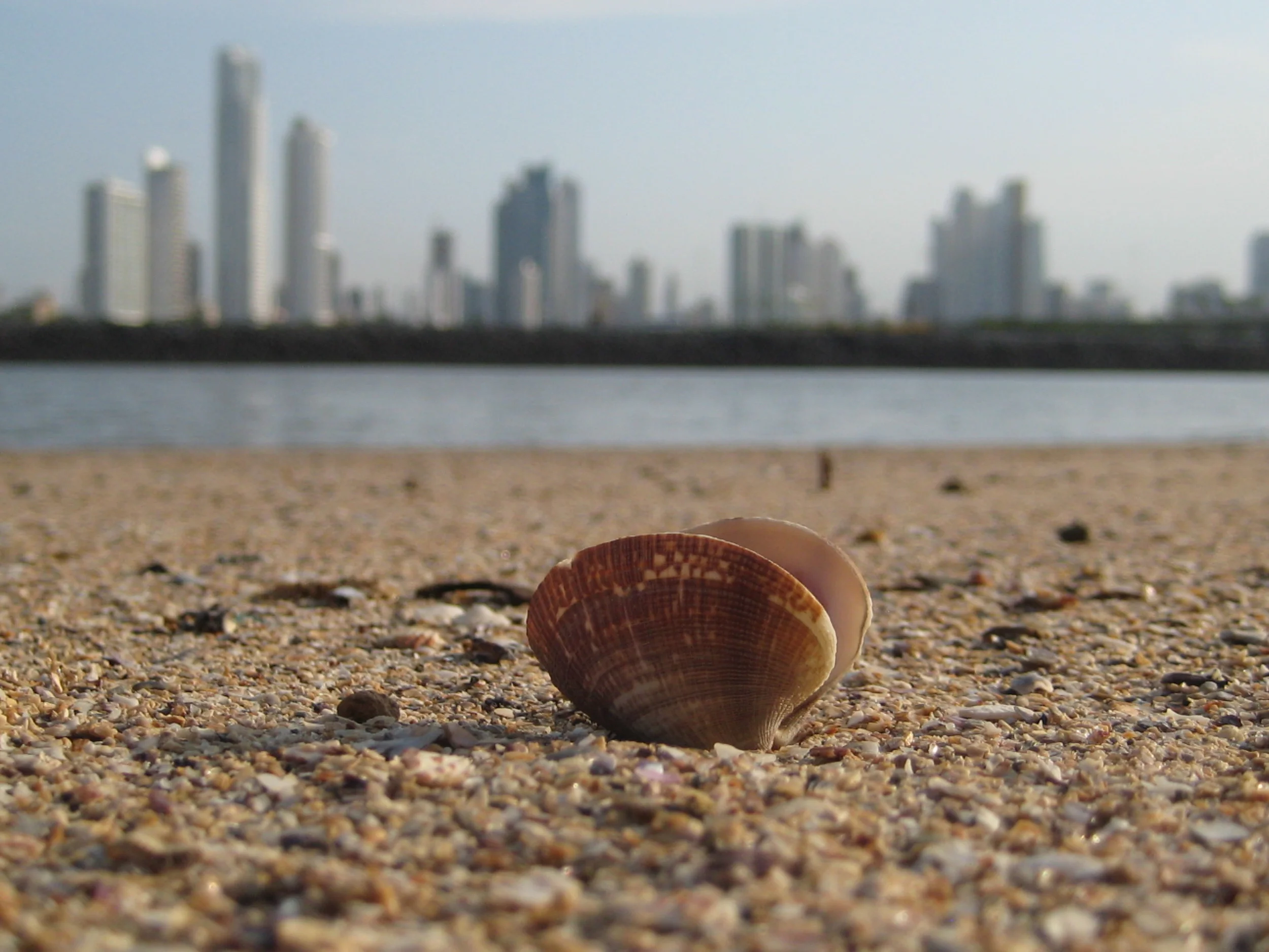 Seashell, Panama City