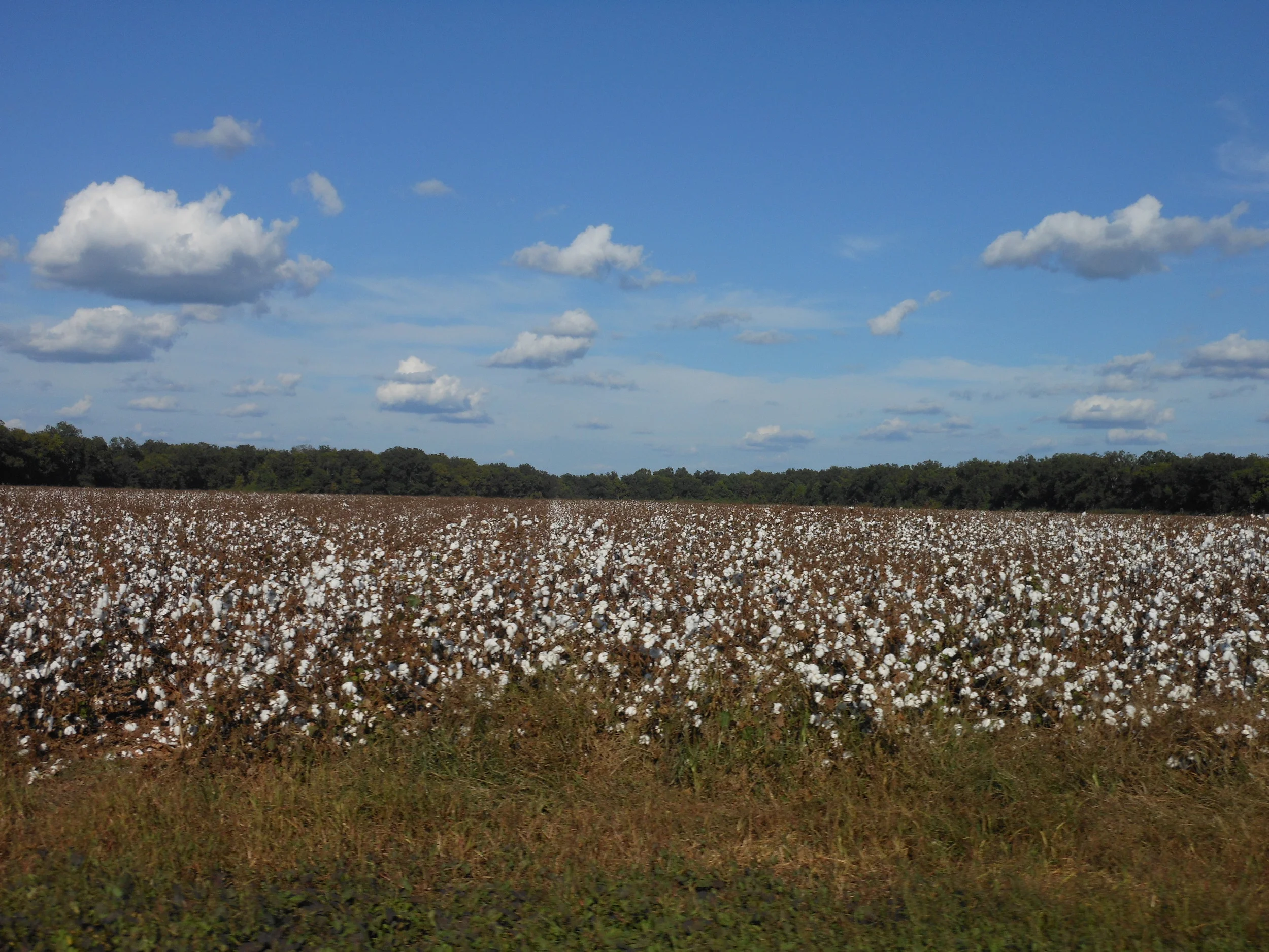 Cotton Fields, Natchitoches
