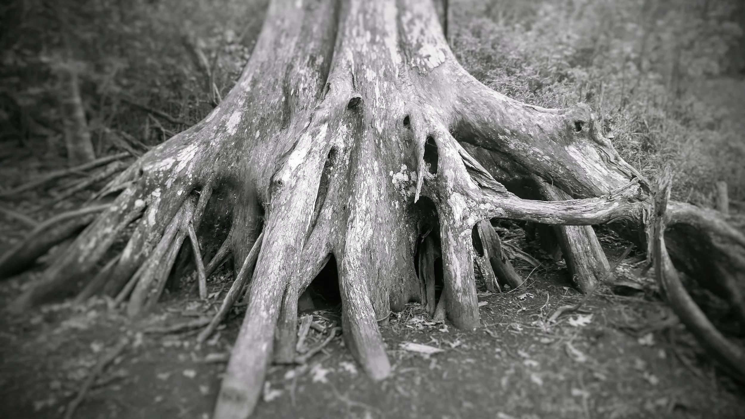 Cypress Roots