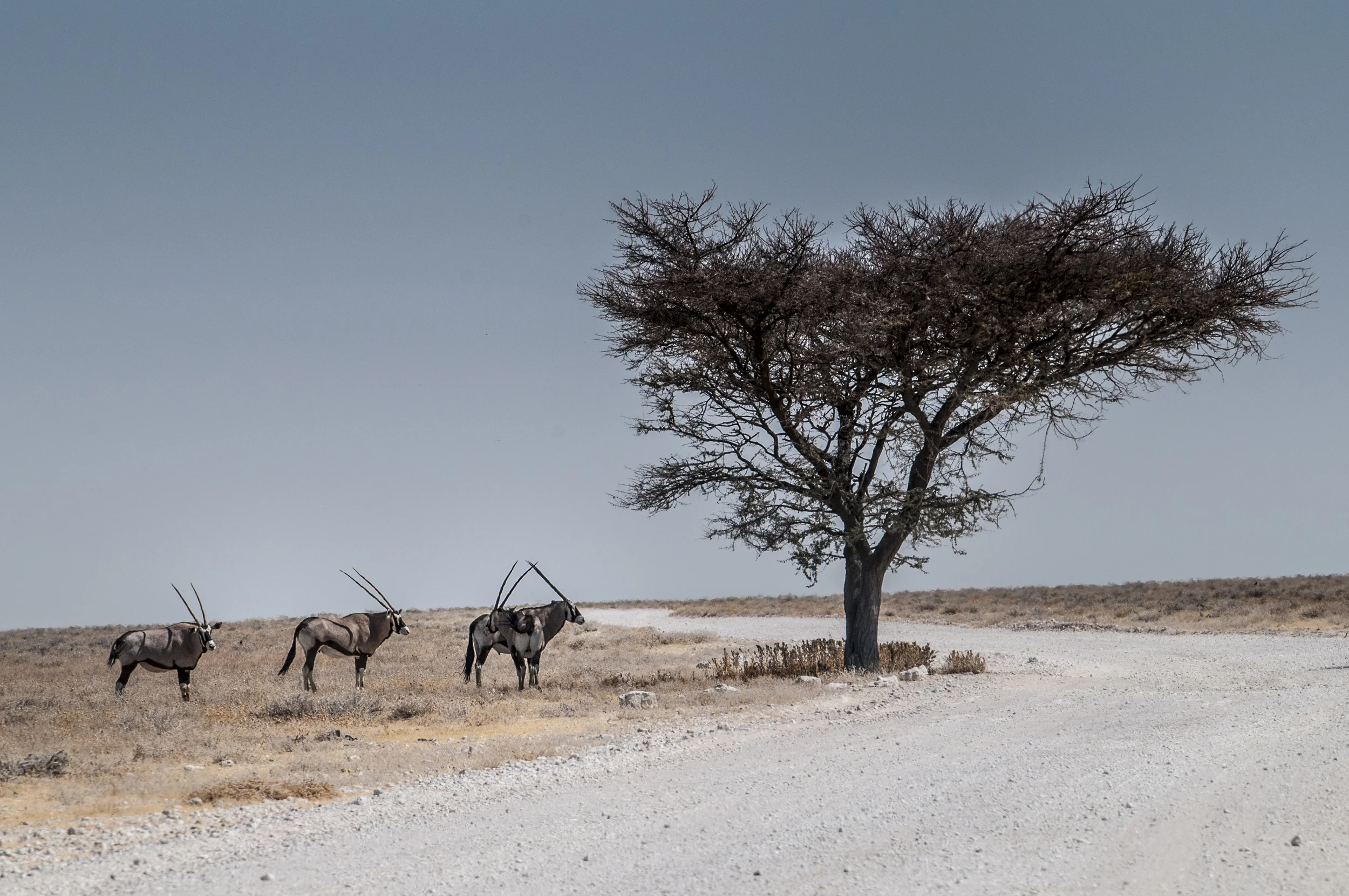 Namibia 08 - 1078.jpg