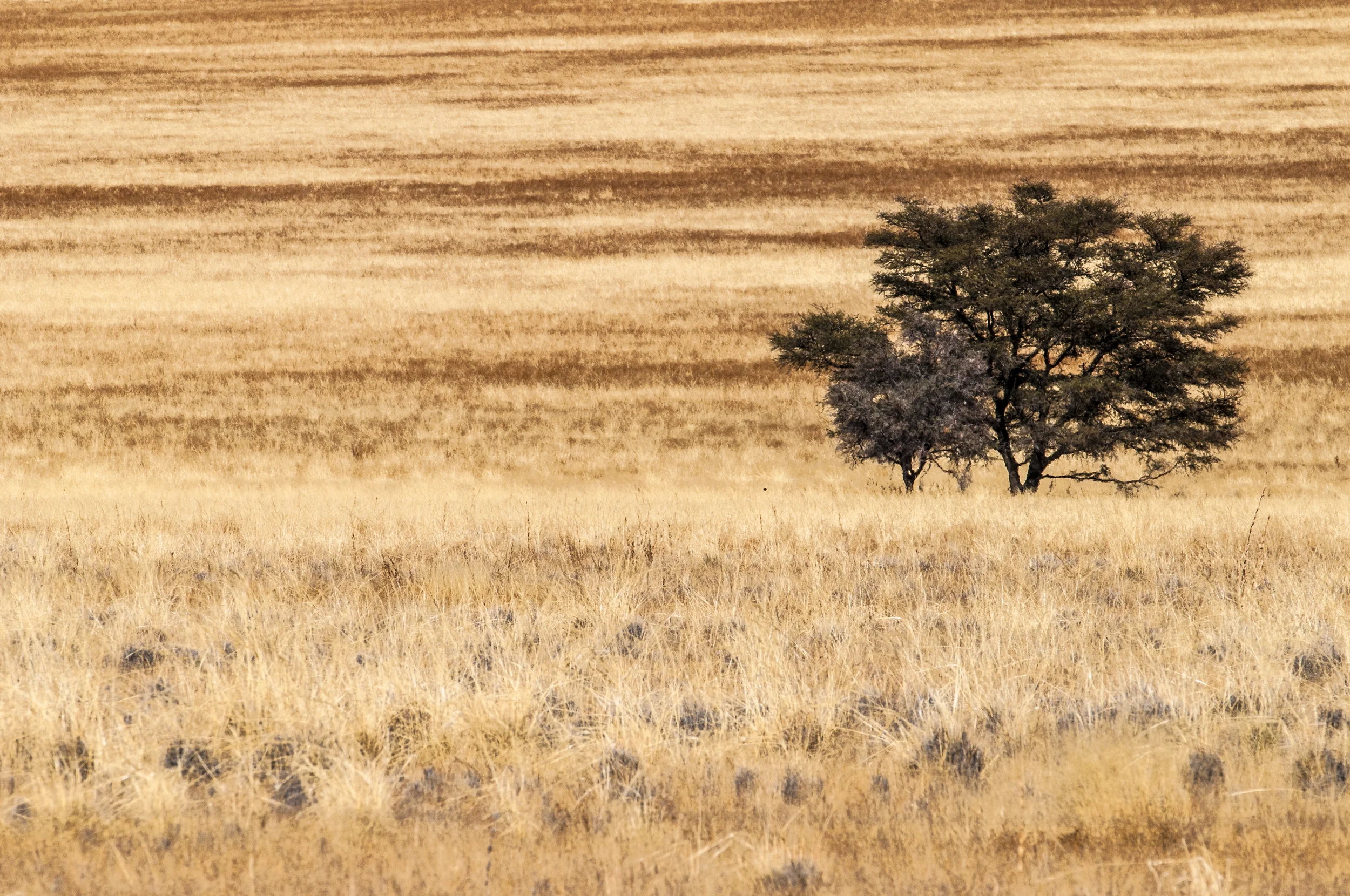 Namibia 08 - 324.jpg