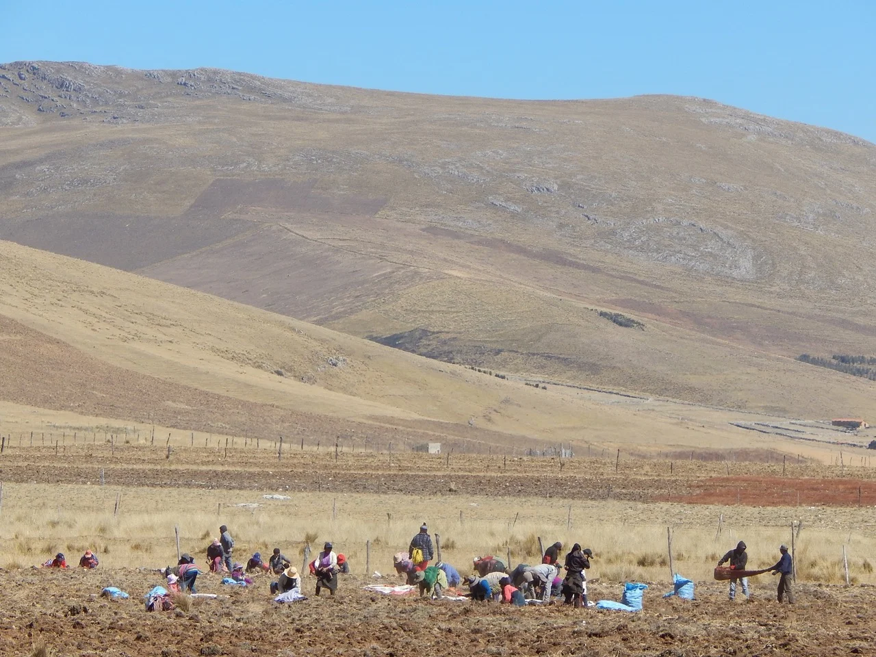 Maca harvesting over 15,000 feet (credit: Herb Pharm )
