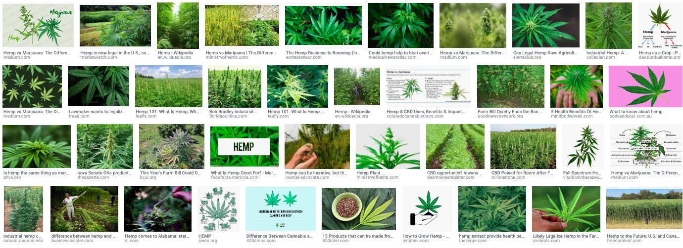 Screenshot from a Google Image search for “hemp”