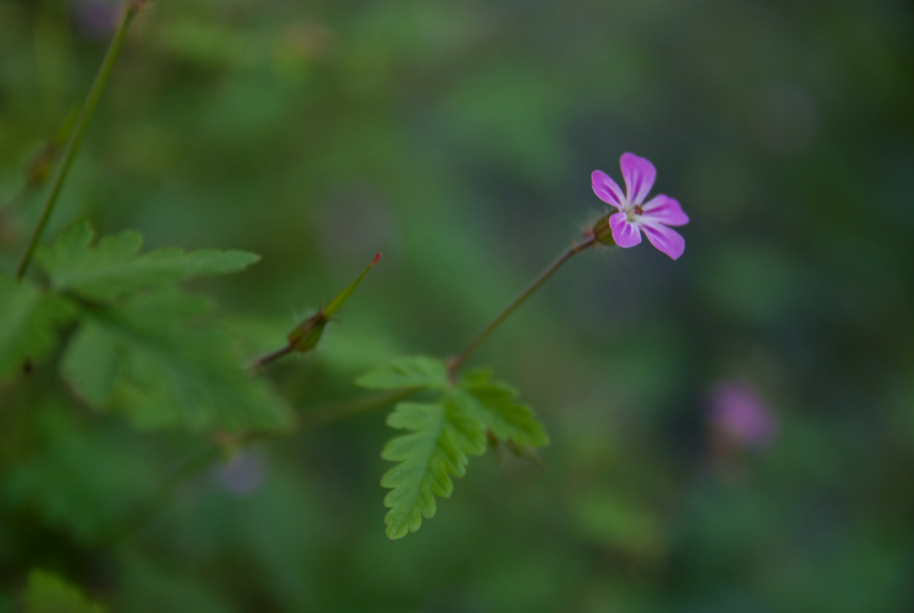 Untitled design (3).png