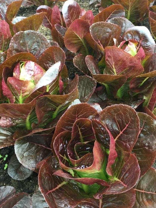 Week of May 29 Yield