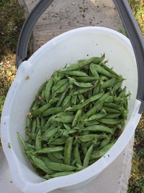 garden snap peas.jpg