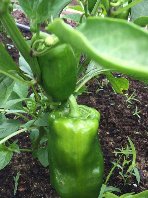 green bell pepper.jpg