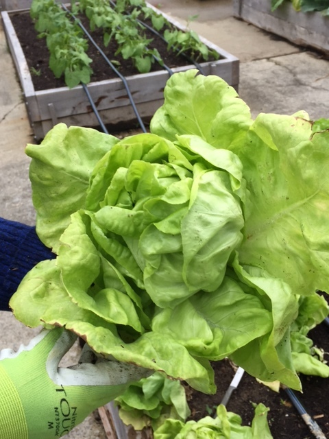 head of lettuce.jpg