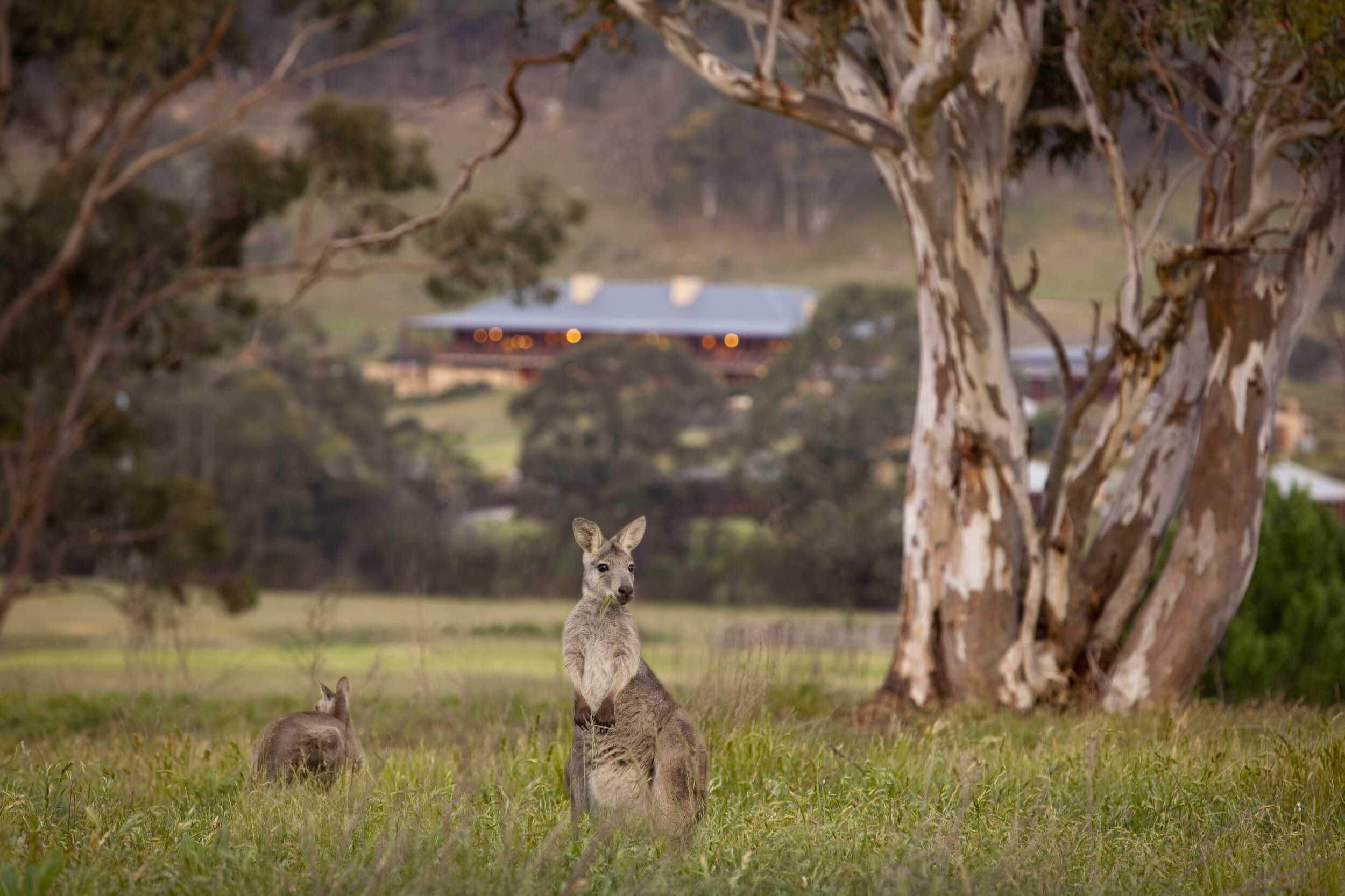 Local wildlife. Долина кенгуру Австралия. One and only в Австралии. Австралийский гость. Счастливого дня Австралии.