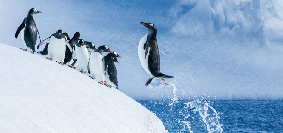 Antarctica Penguins