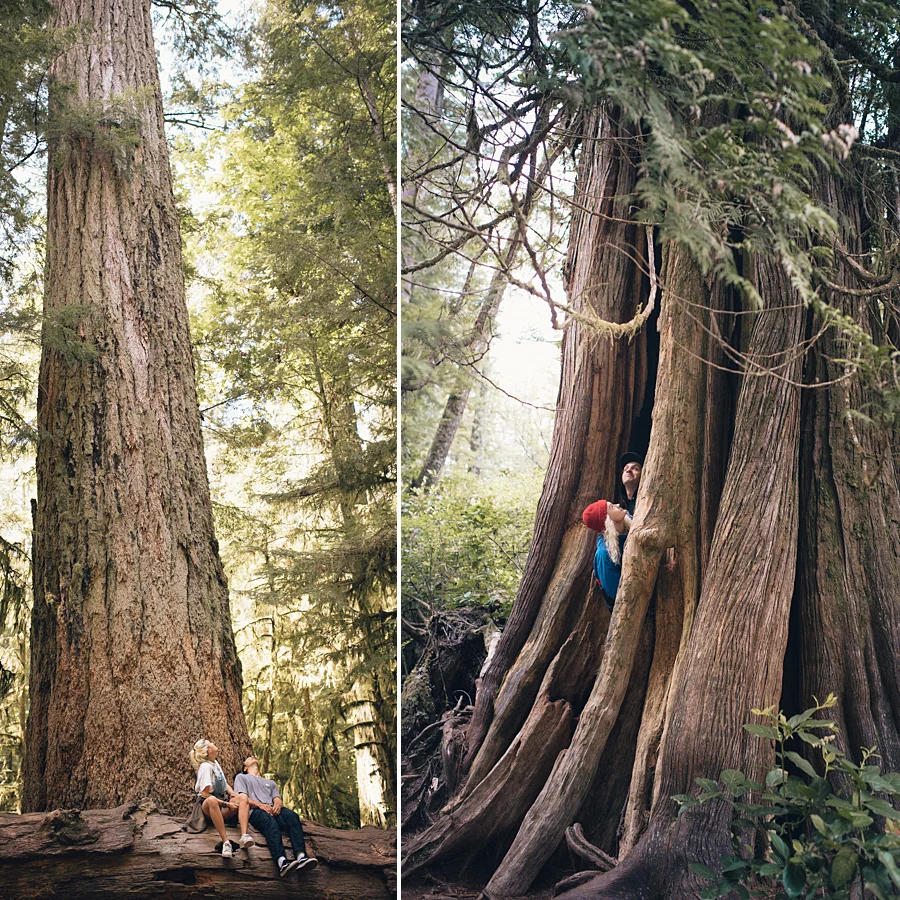 trees.jpg