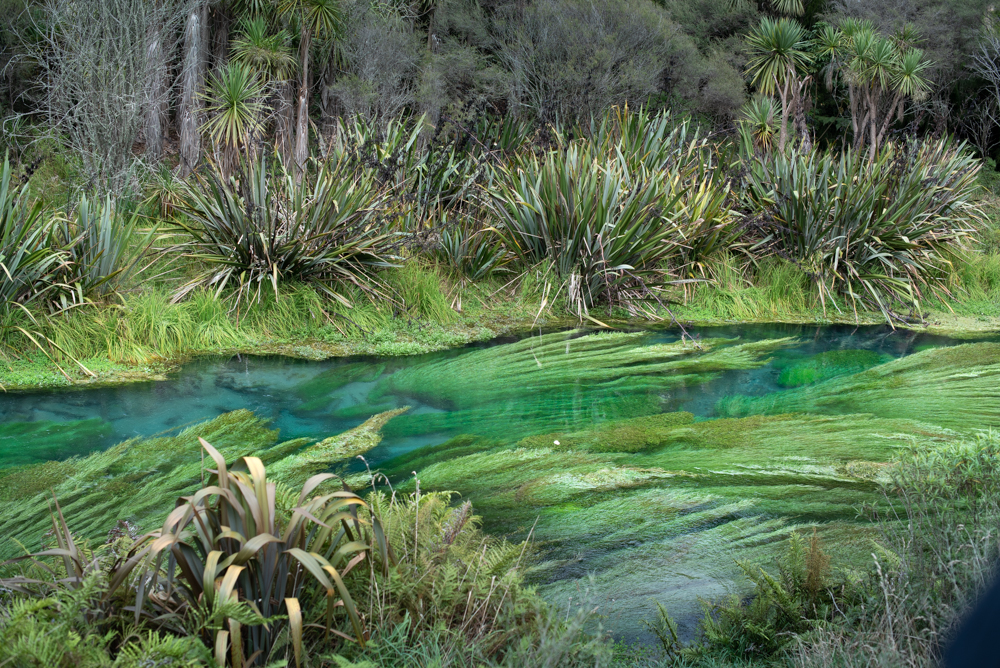 100_30259-new-zealand.jpg