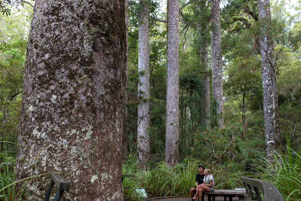 100_30443-new-zealand.jpg