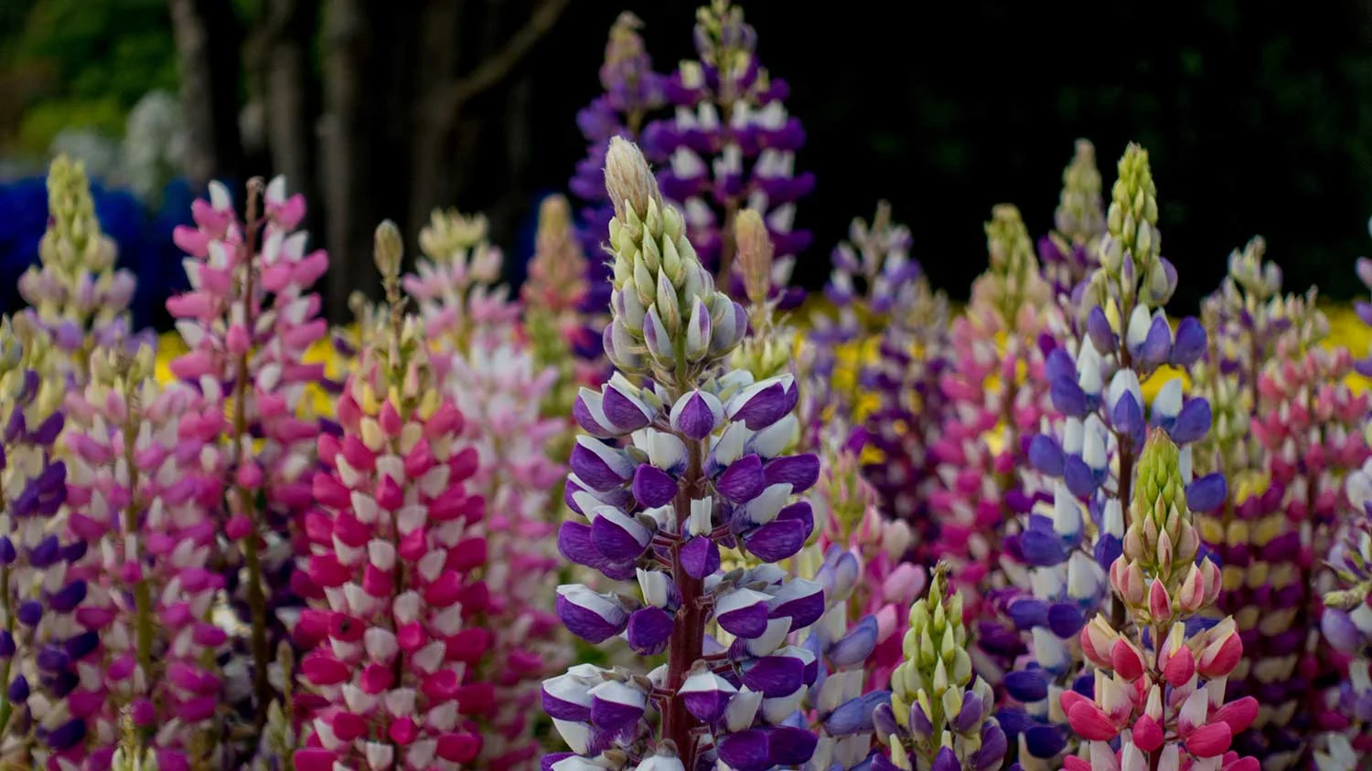 chelsea-flower-show-2.jpg