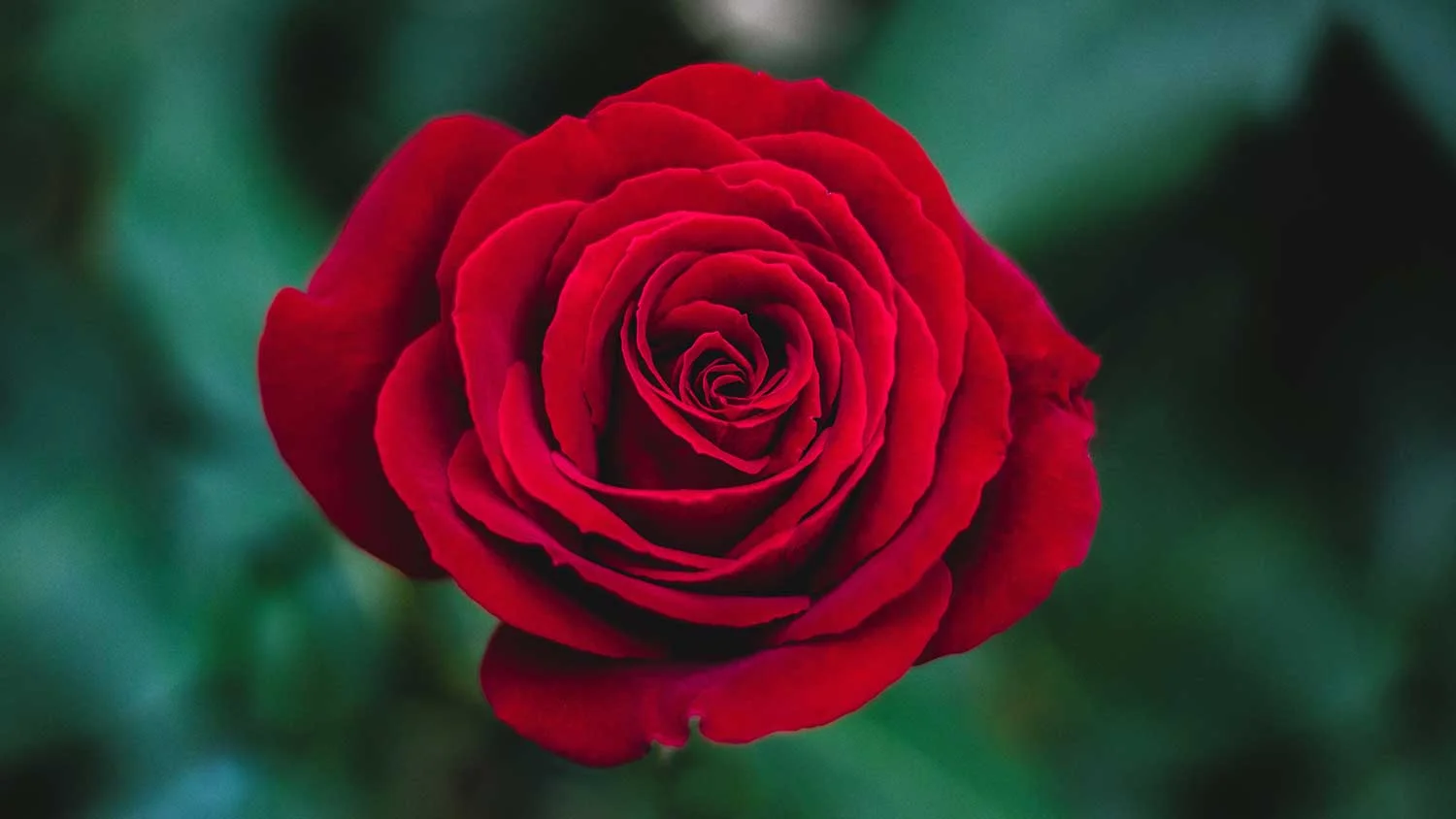 chelsea-flower-show-rose.jpg