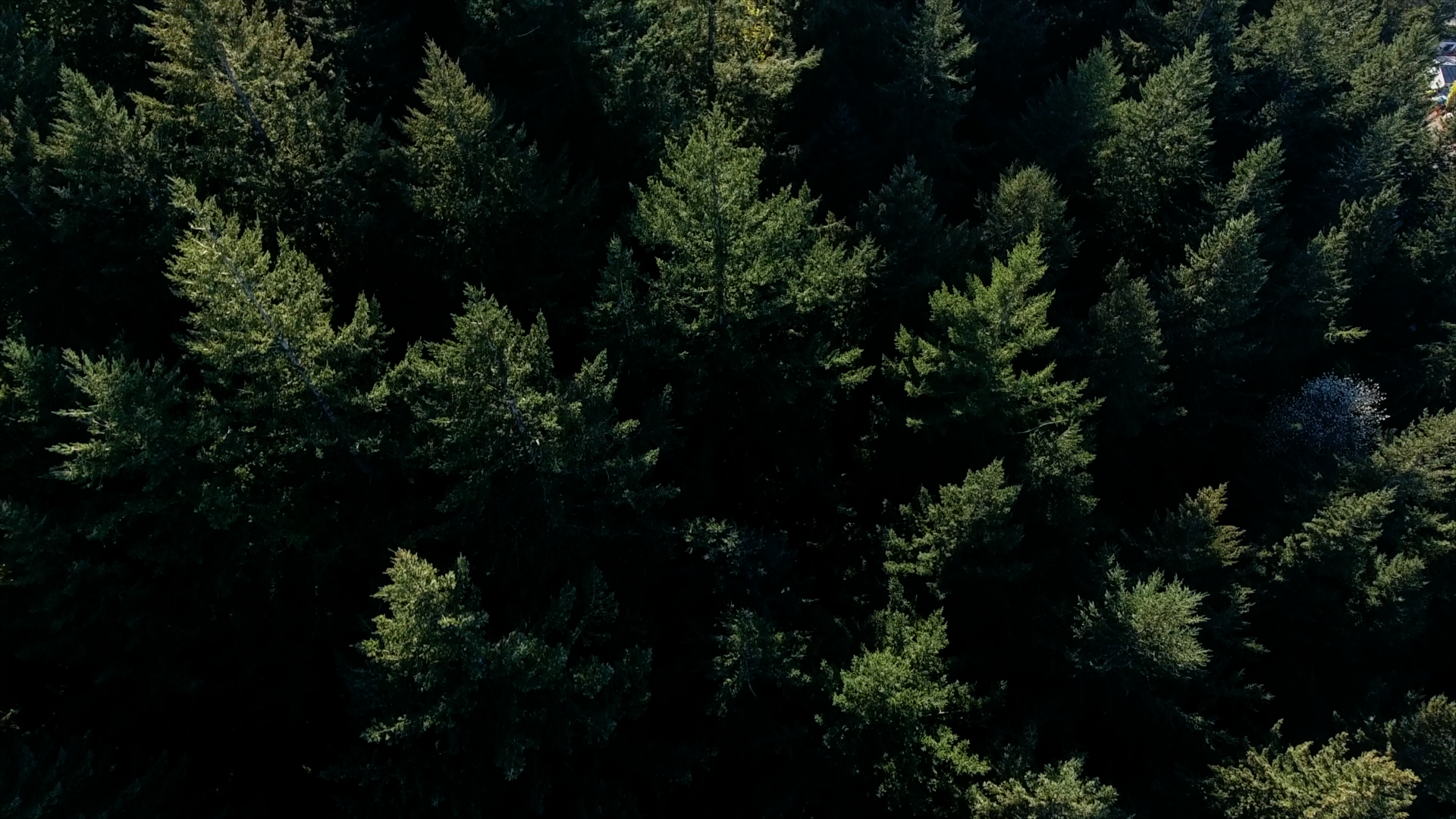 Tree.png