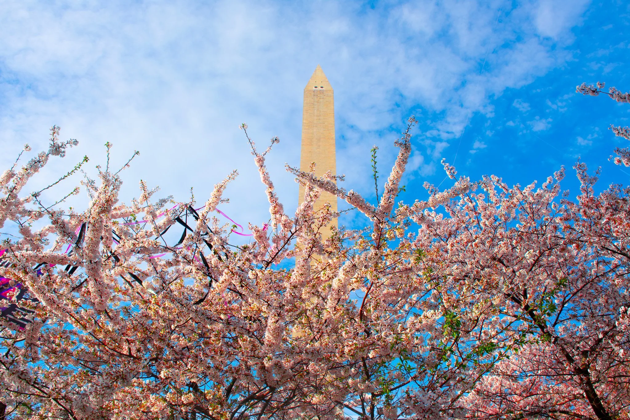 Cherry blossom trees in full bloom with pink flowers, with the Washington Monument and a blue sky with clouds in the background.