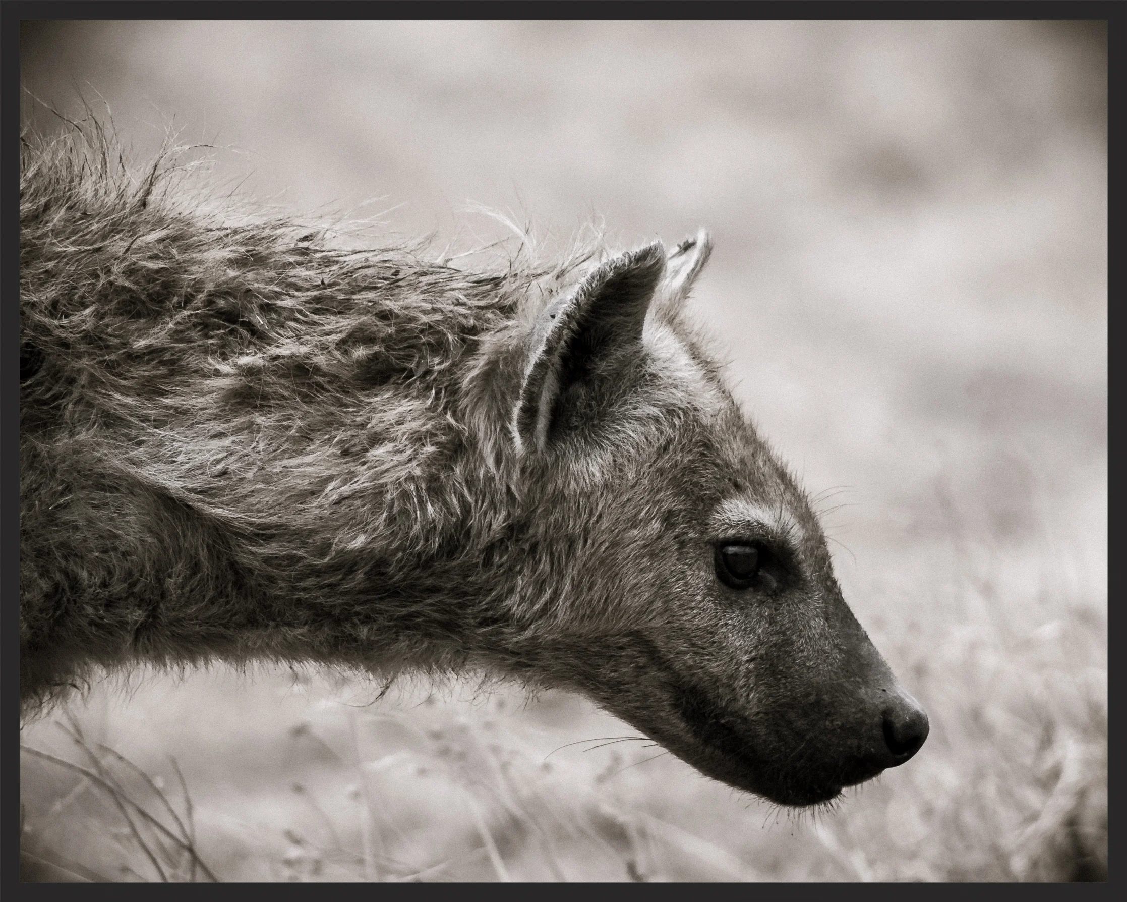 NGORO HYENA
